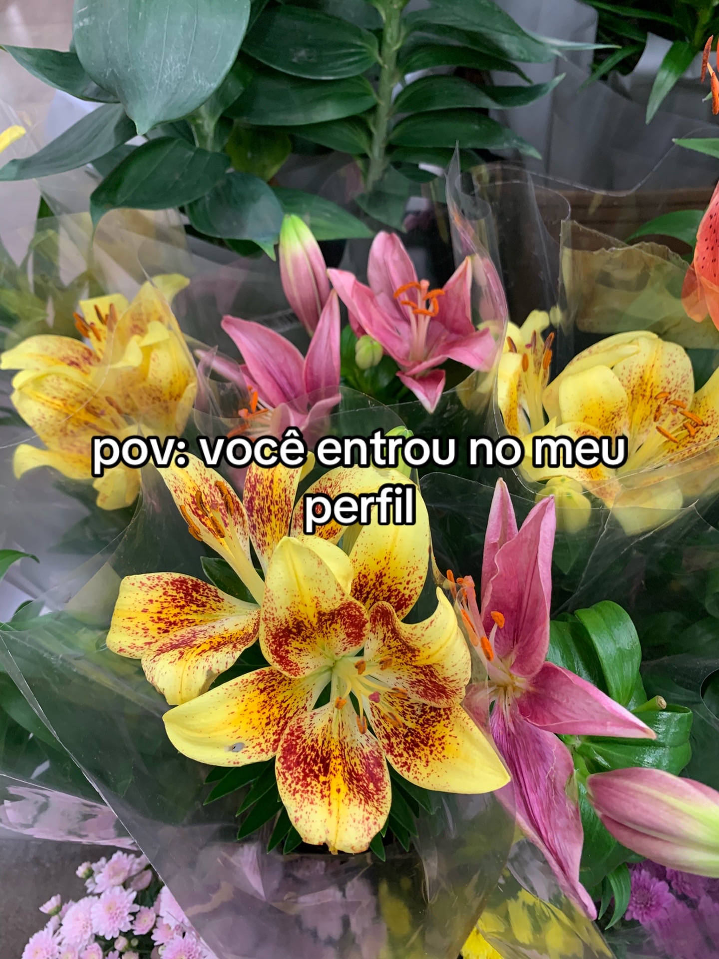 @maxin