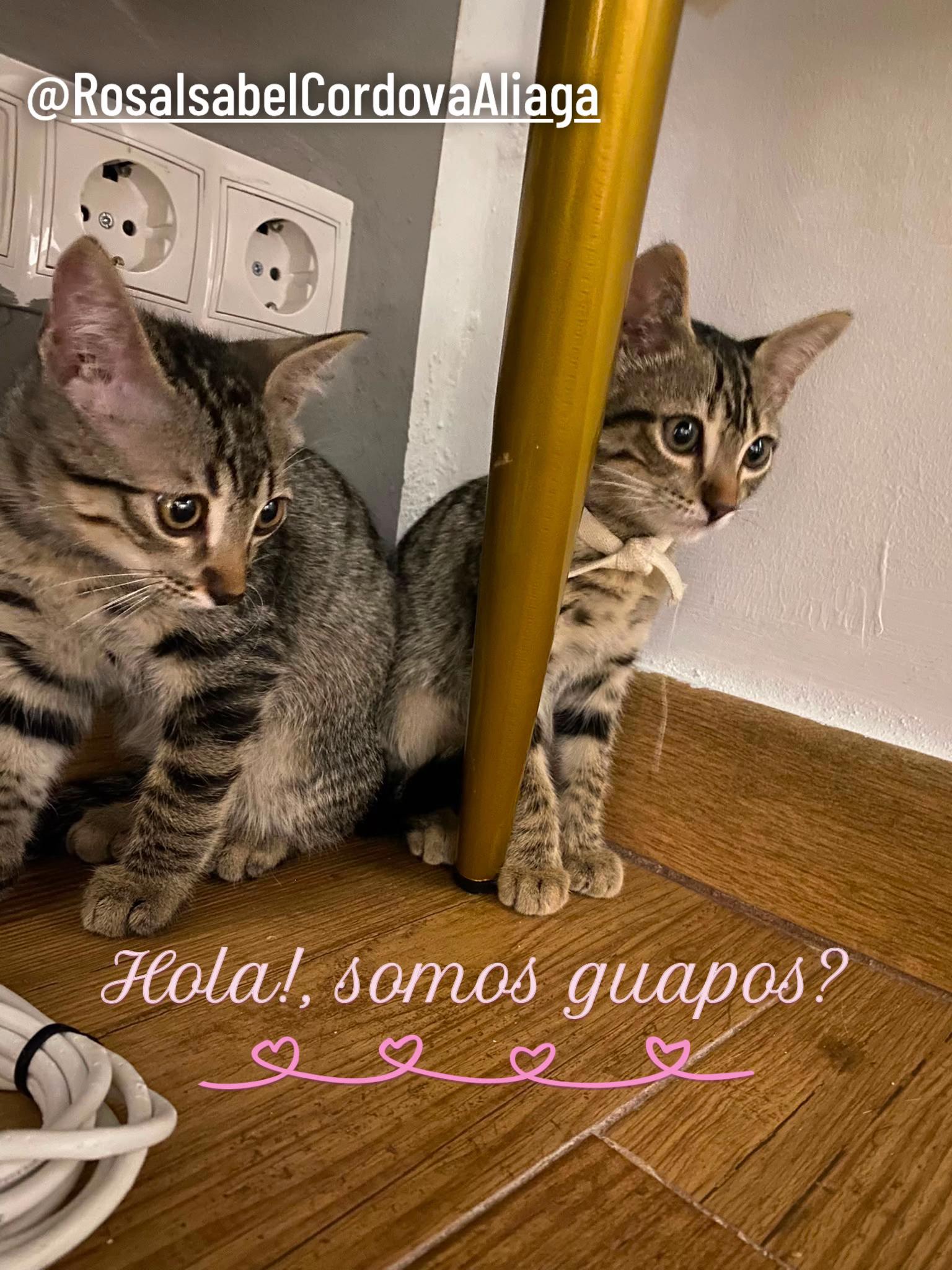 @PompeyayCat