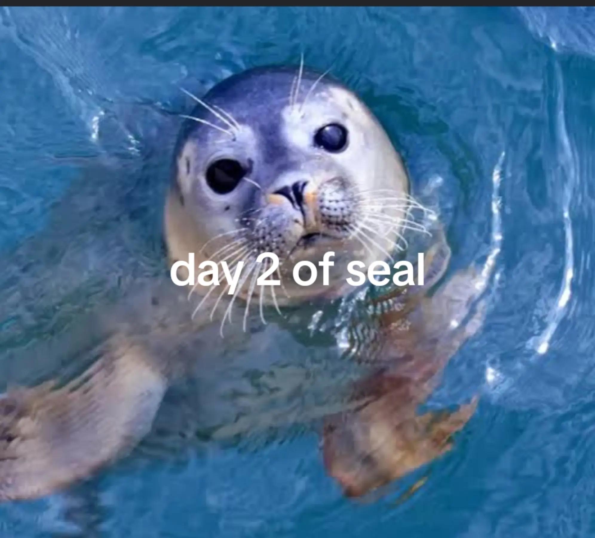 @sealotter_rants