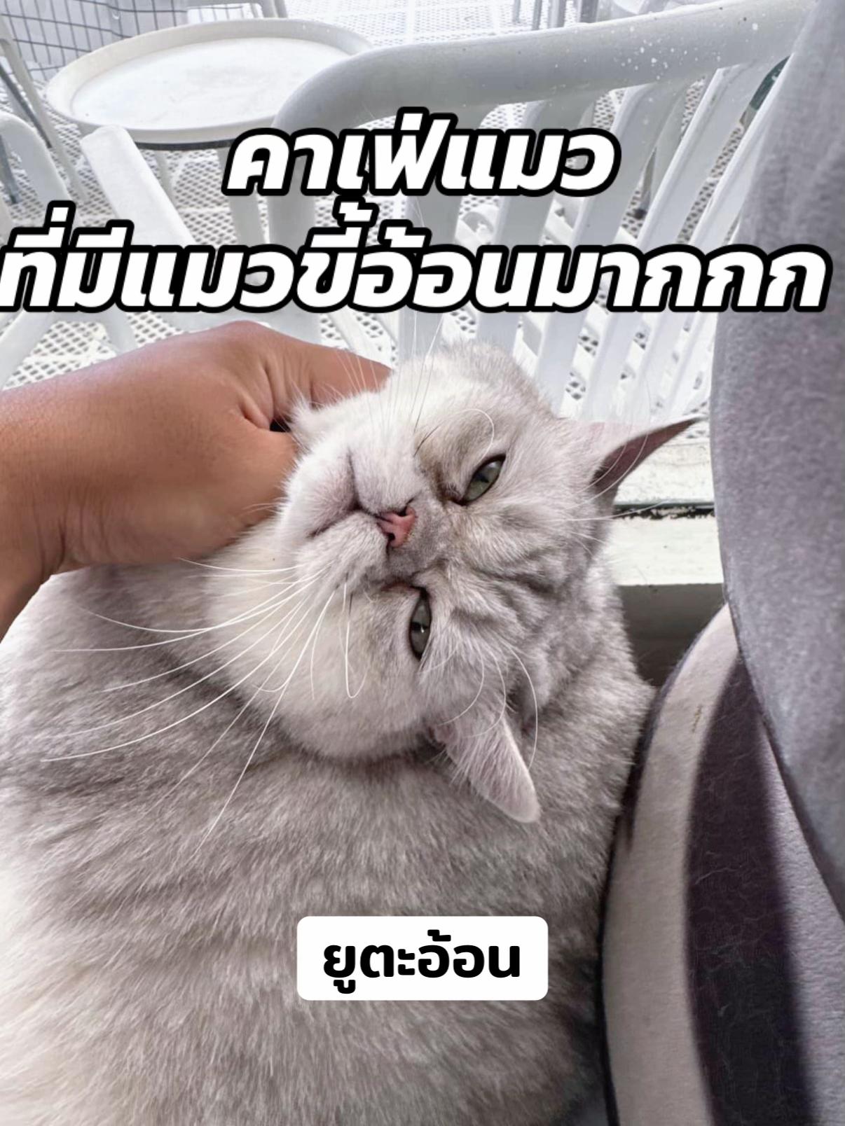 @คาเฟ่แมวโมริ Mori cat cafe'