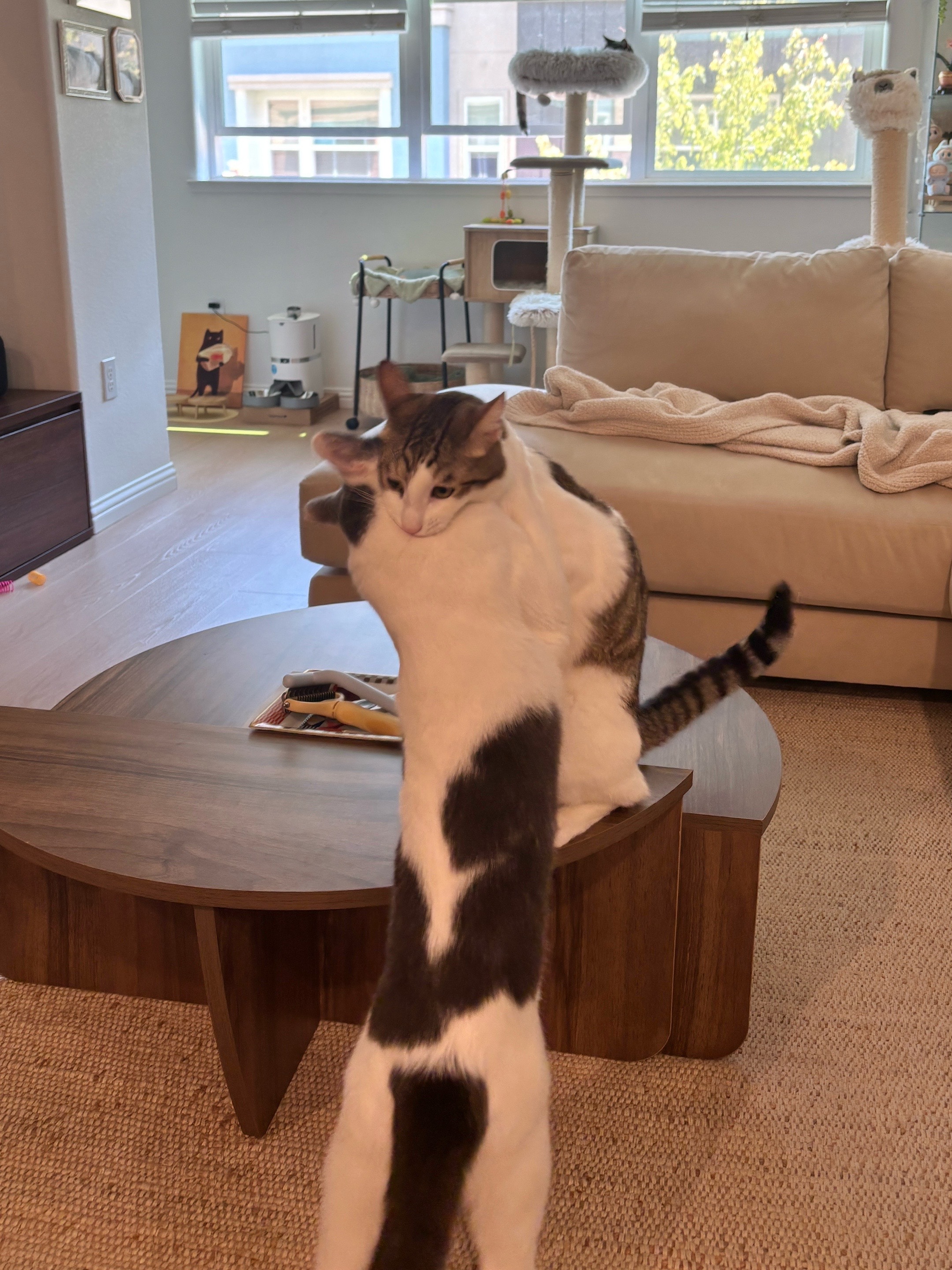 @Mimi Wawa Meow