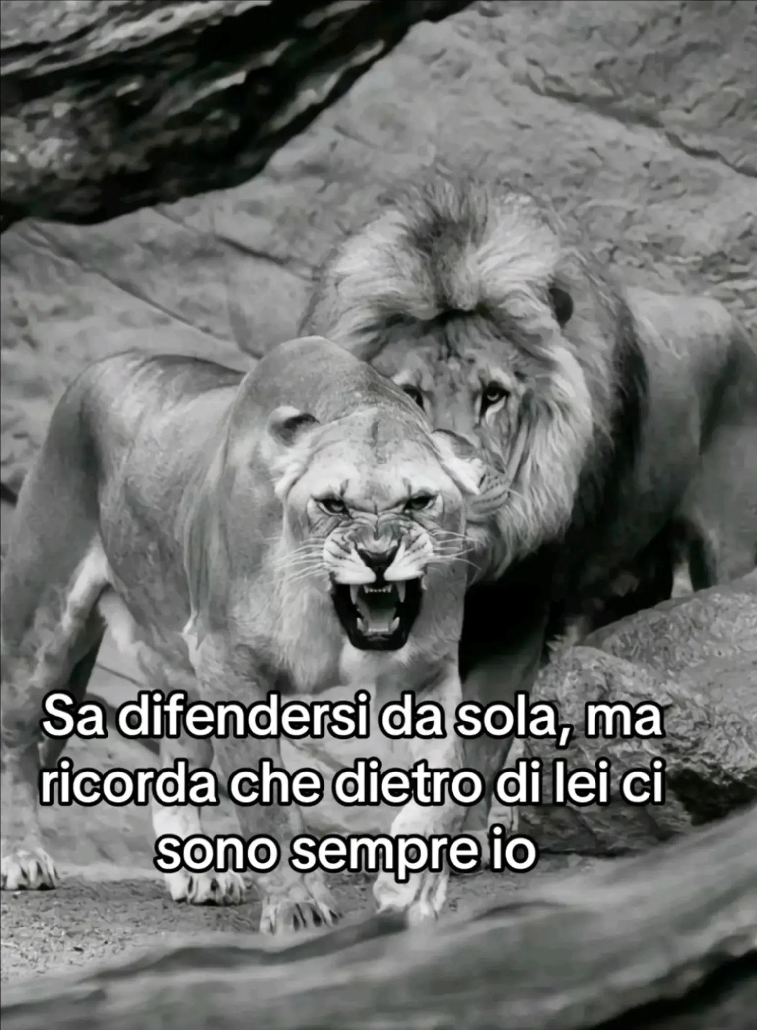 @vitto