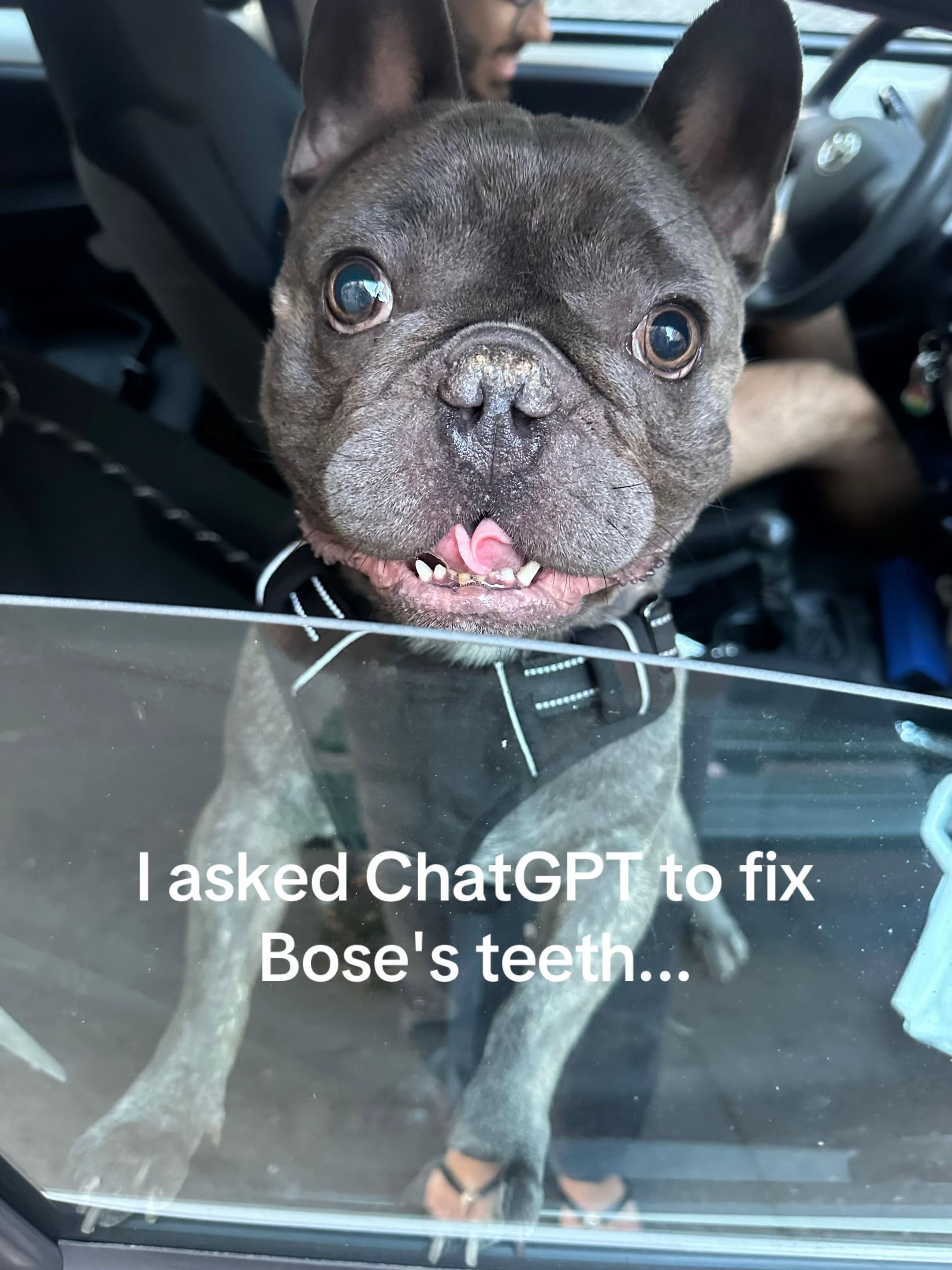 @Bose the frenchie