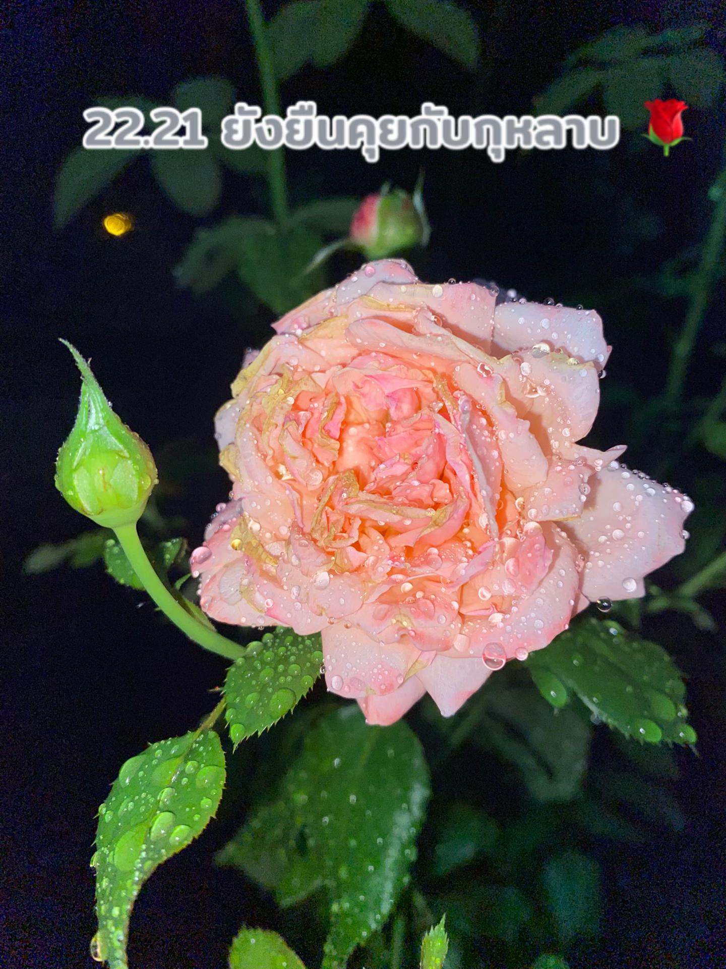 @จิจุใจ Ji 🇹🇭