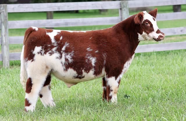 @Matt Lautner Cattle USA