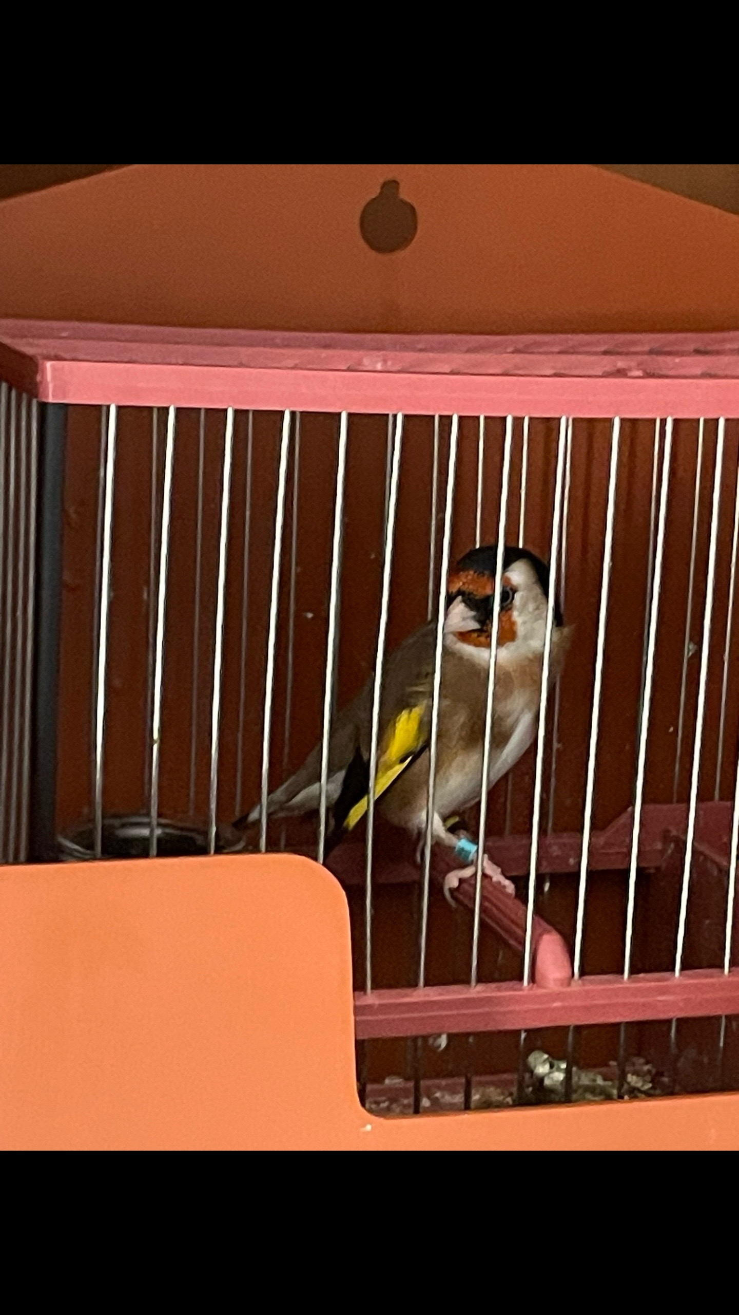 @AviarioAS