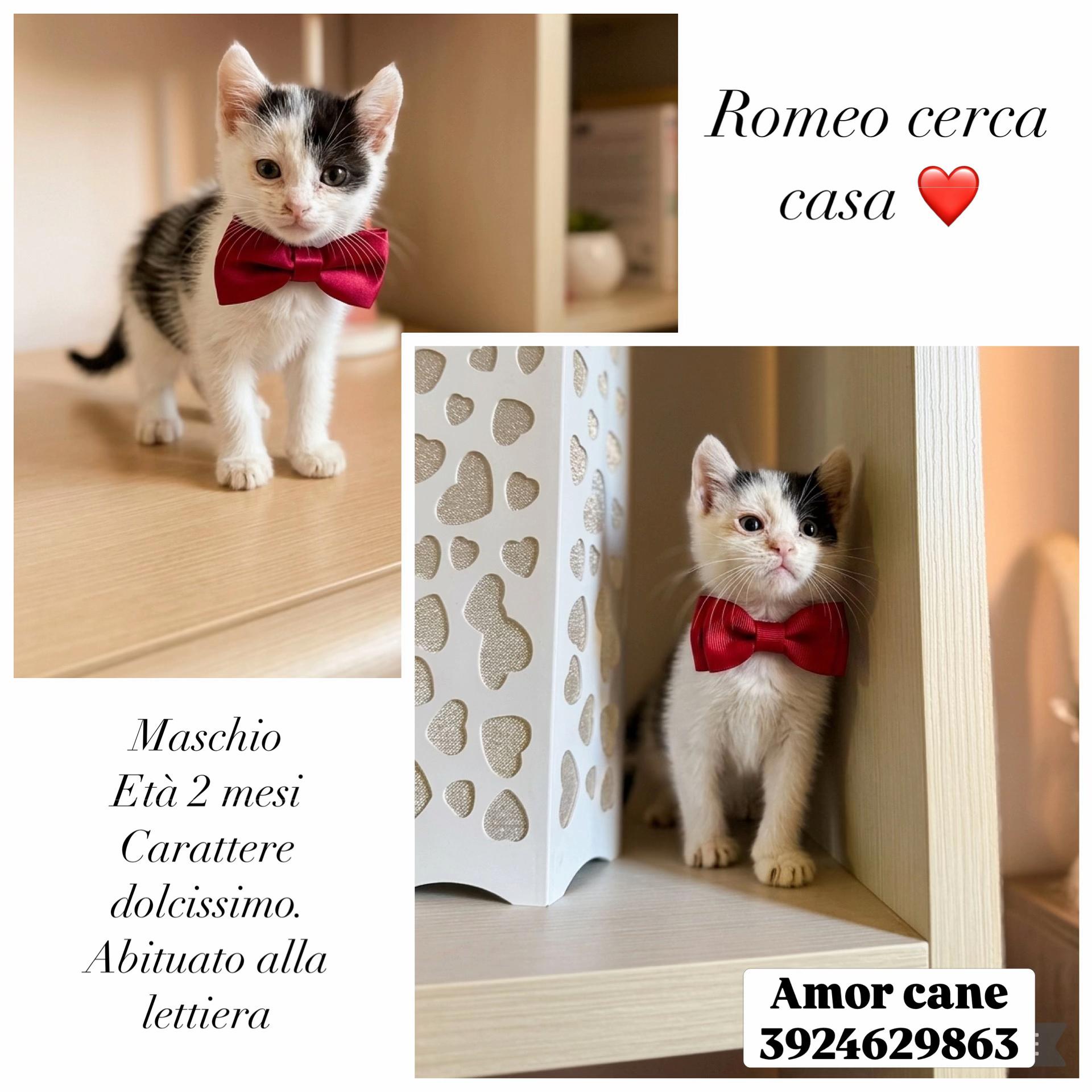 @Amor cane