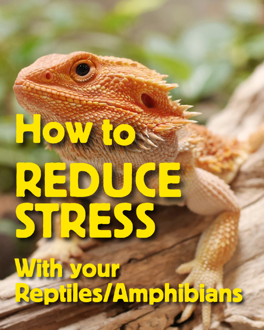 @prorep_reptile