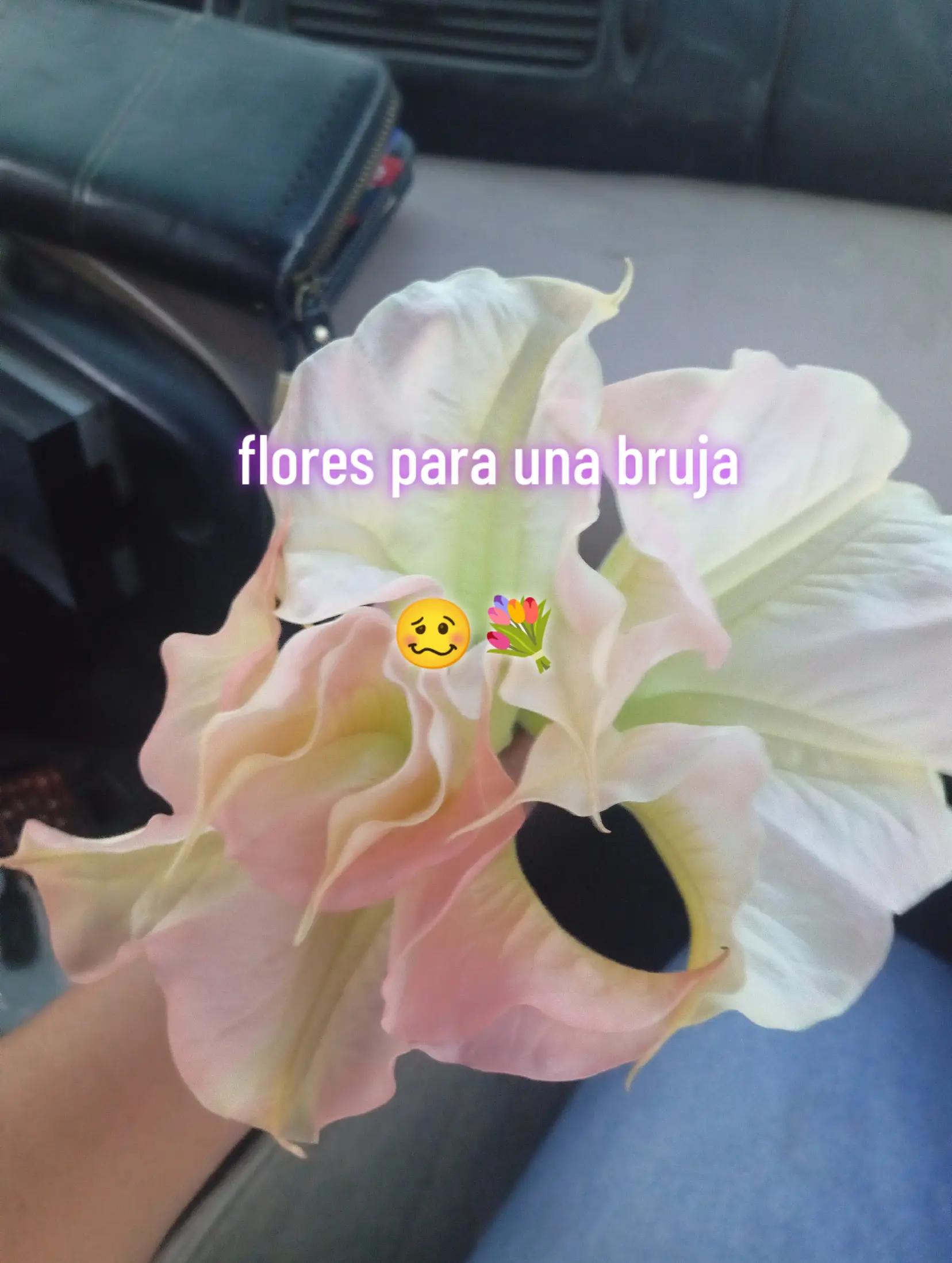 @🔮Hechizera🧹atnaxs🌒🌕🌘