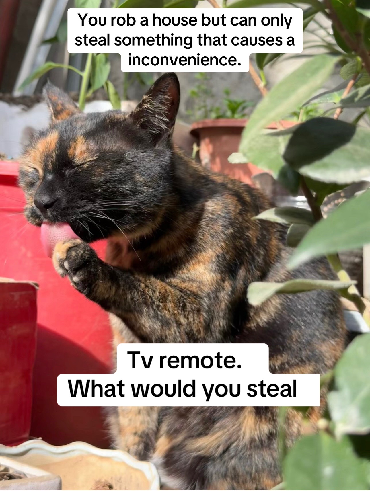 @Drew crazy cat guy