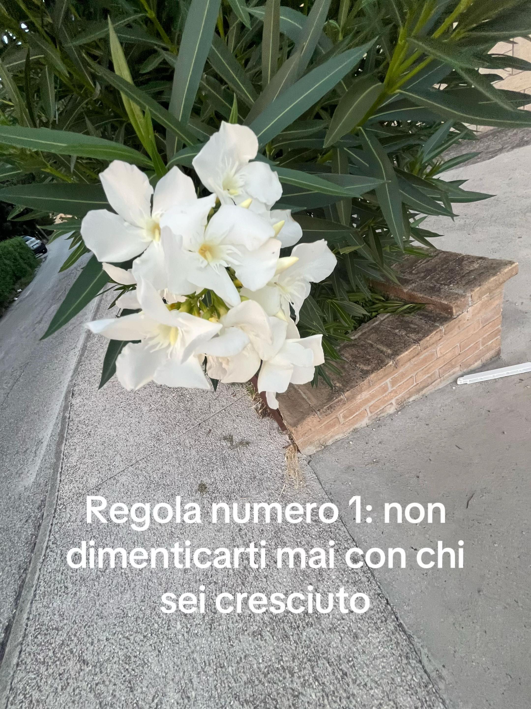 @Niki🌺