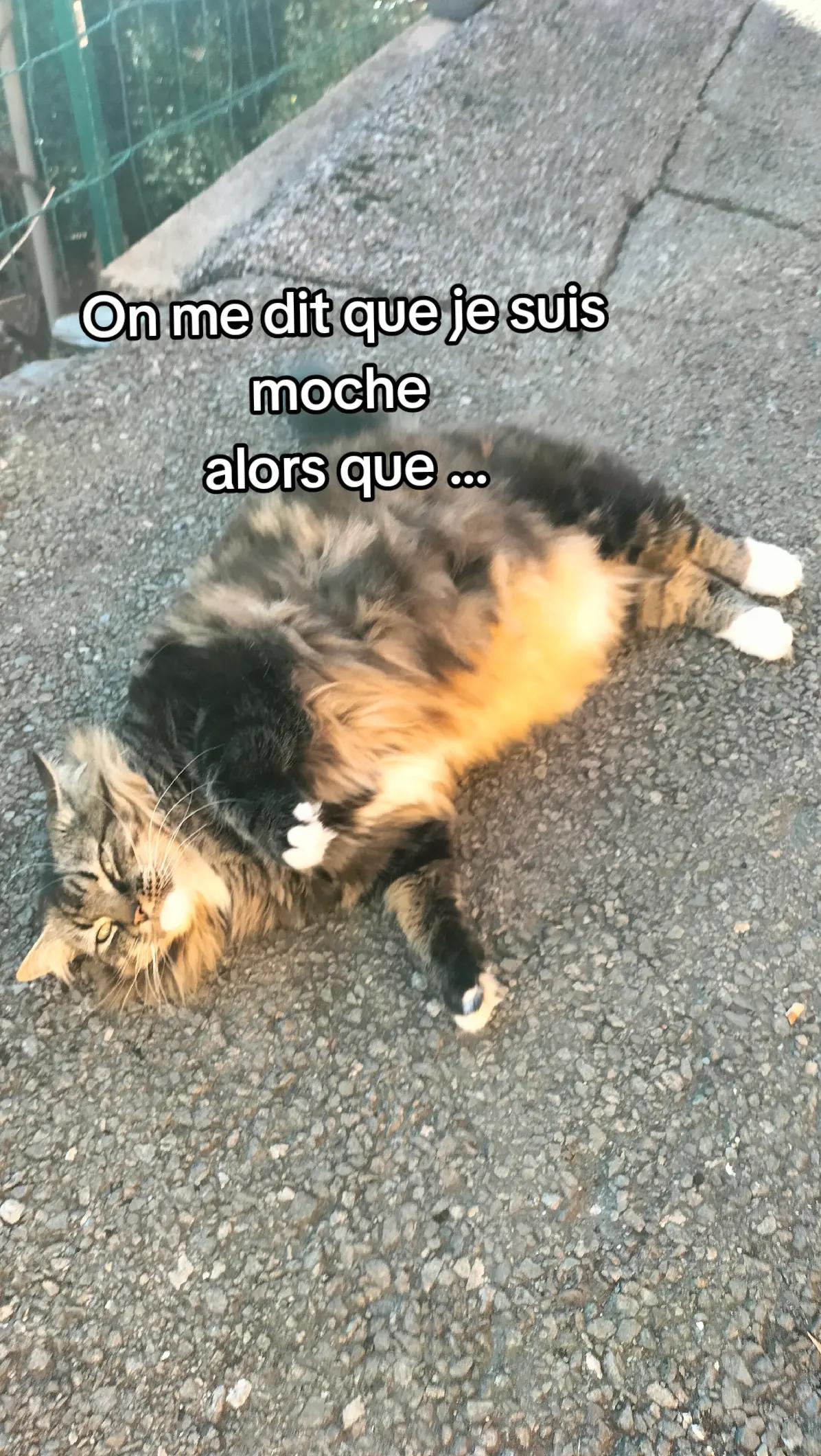 @canardeswc