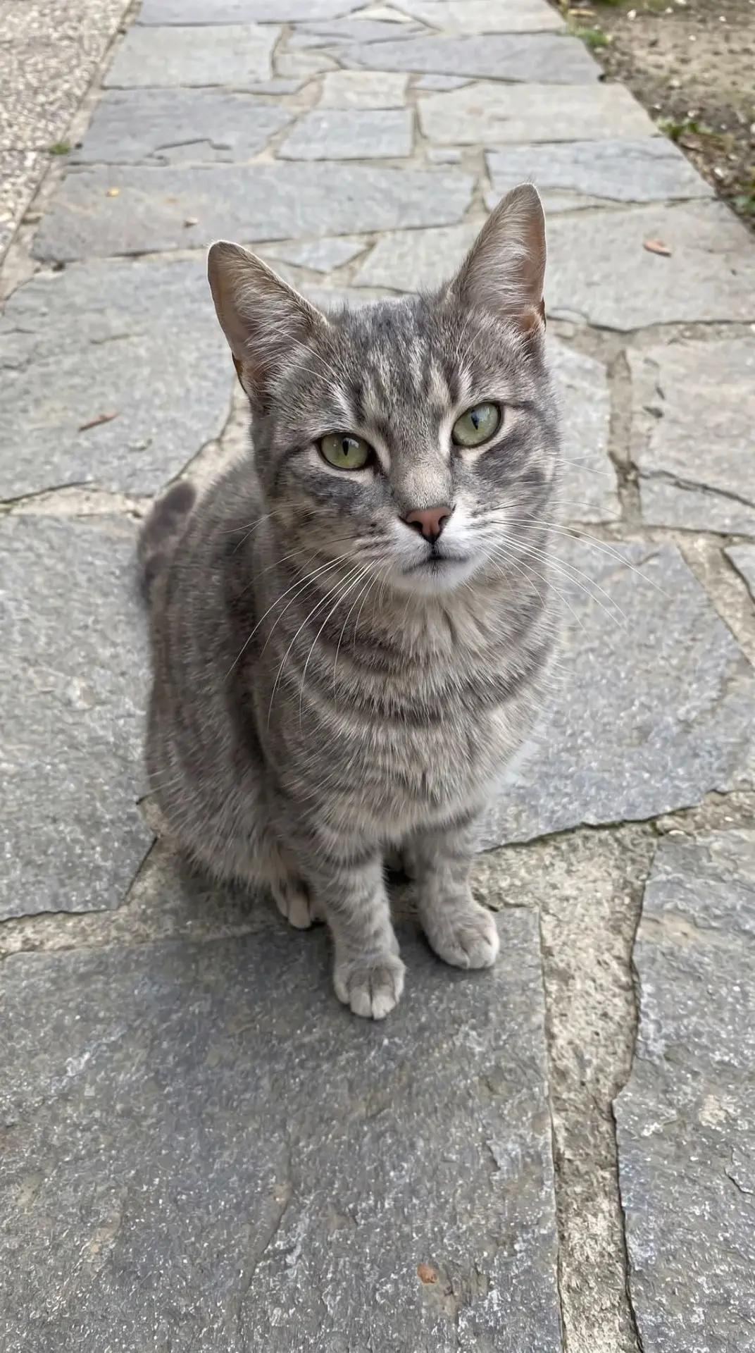 @gatto 🐱