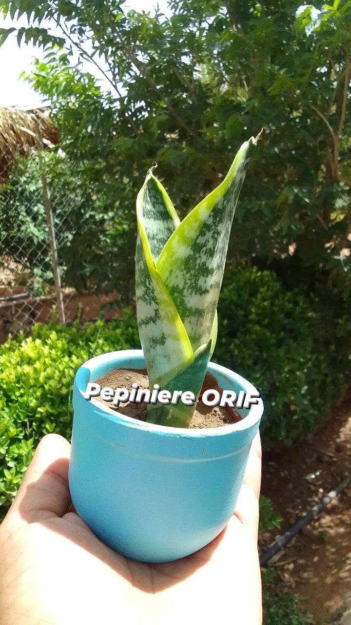 @P&eacute;pini&egrave;re ORIF Laghouat