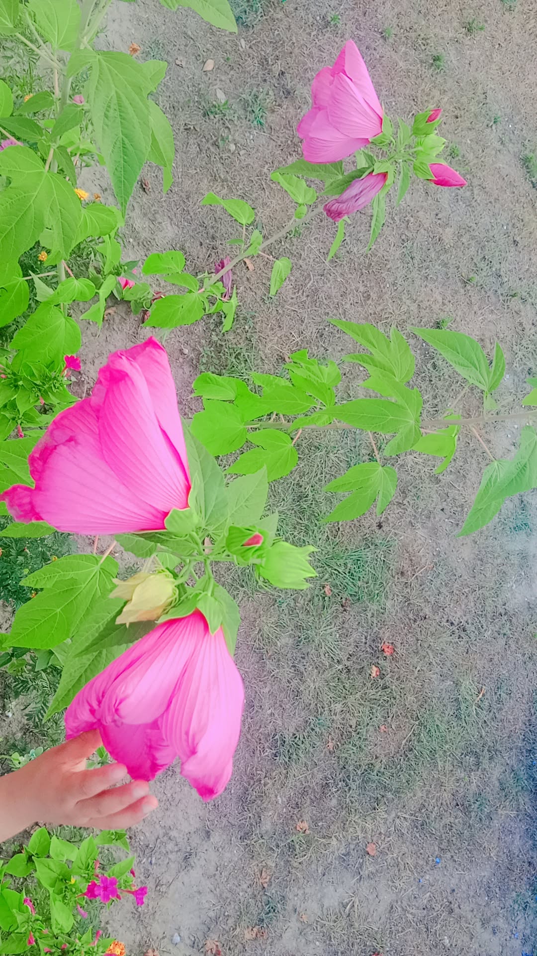 @🌷🦋Mukta 🦋🌺