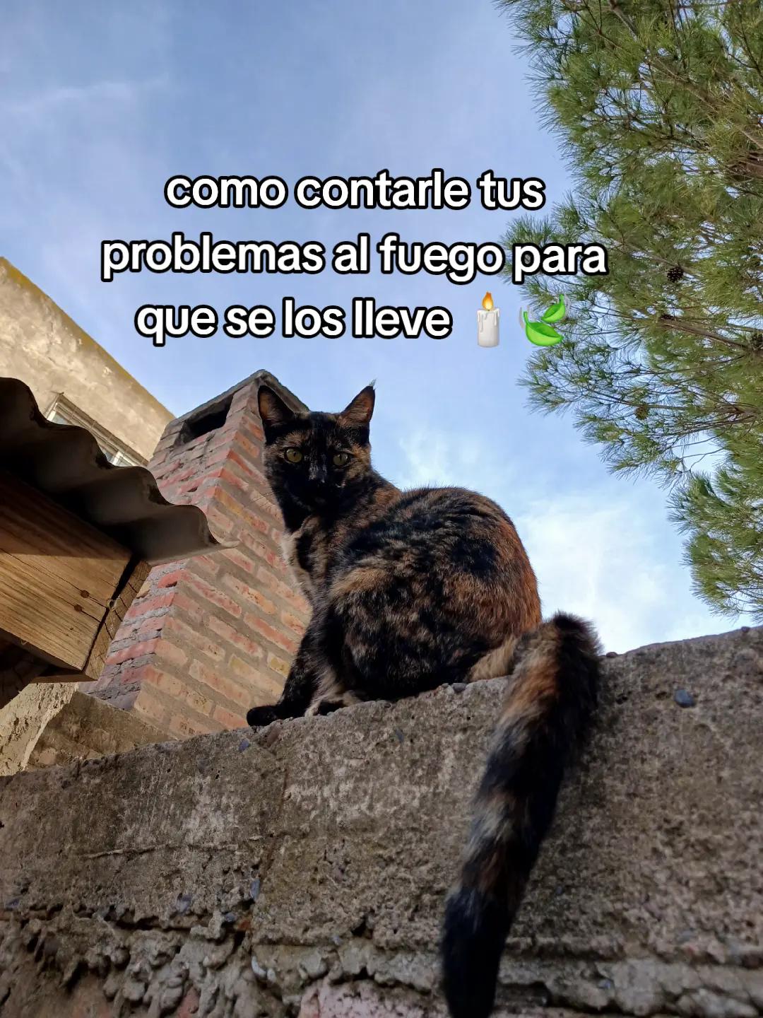 @ivanchotorres