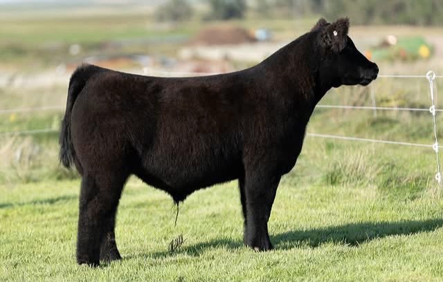 @Matt Lautner Cattle USA