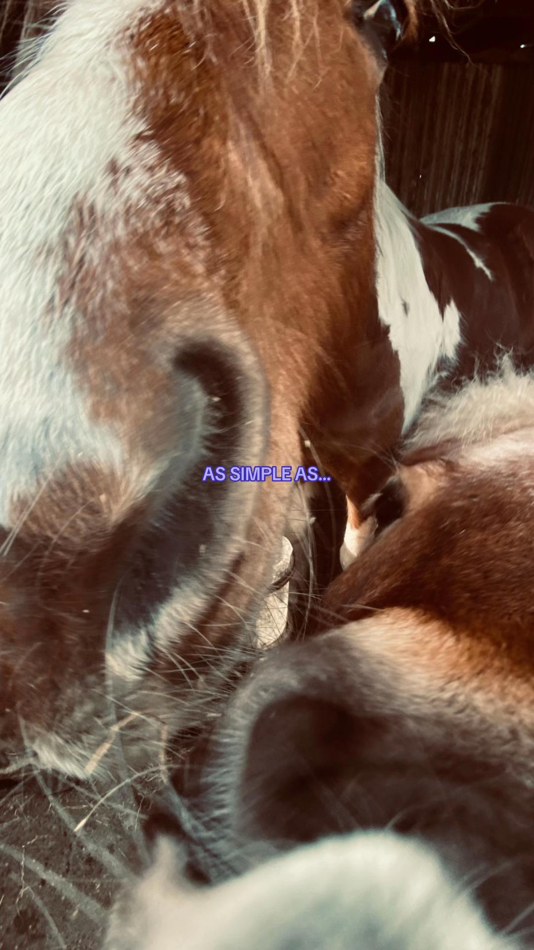 @idh_horses