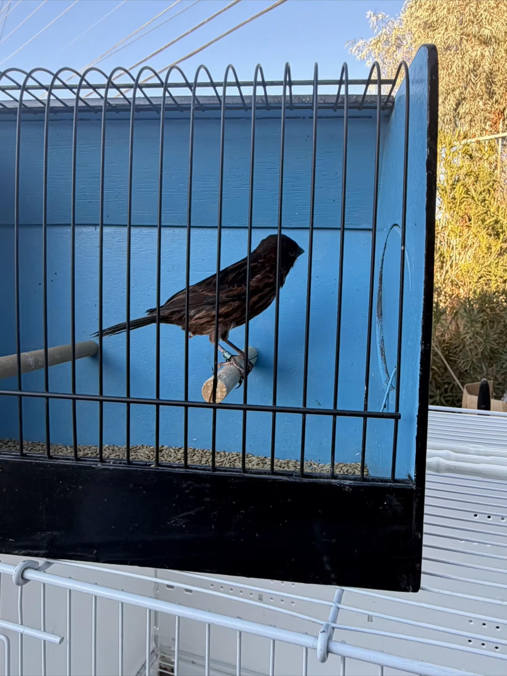 @AviarioUreña