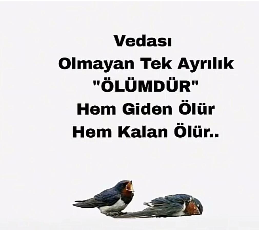 @🌻🇹🇷Reva🇩🇪🌻