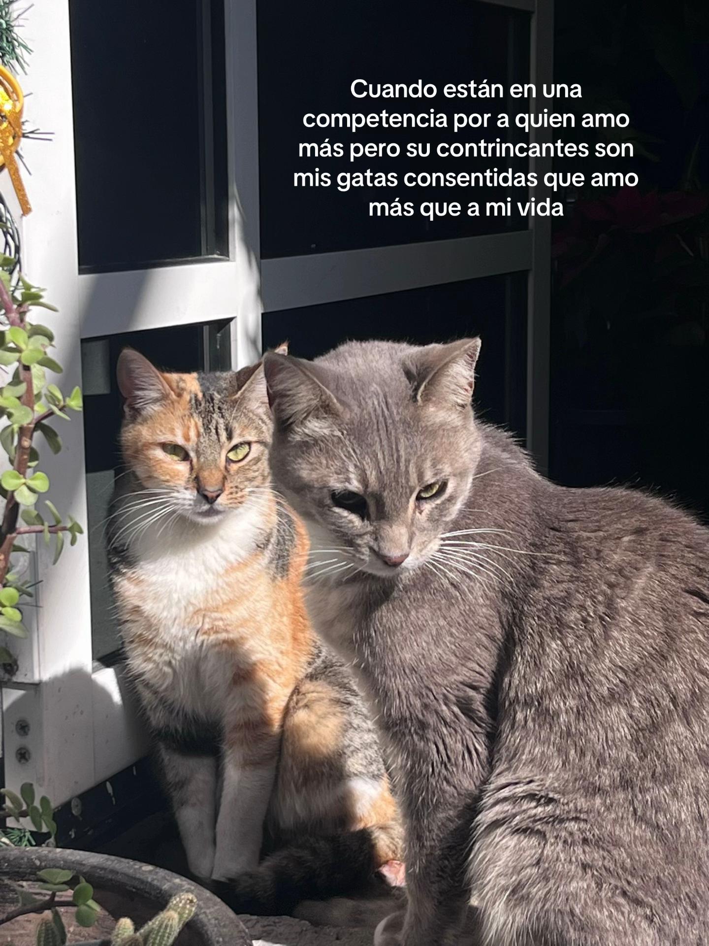 @Feerchis
