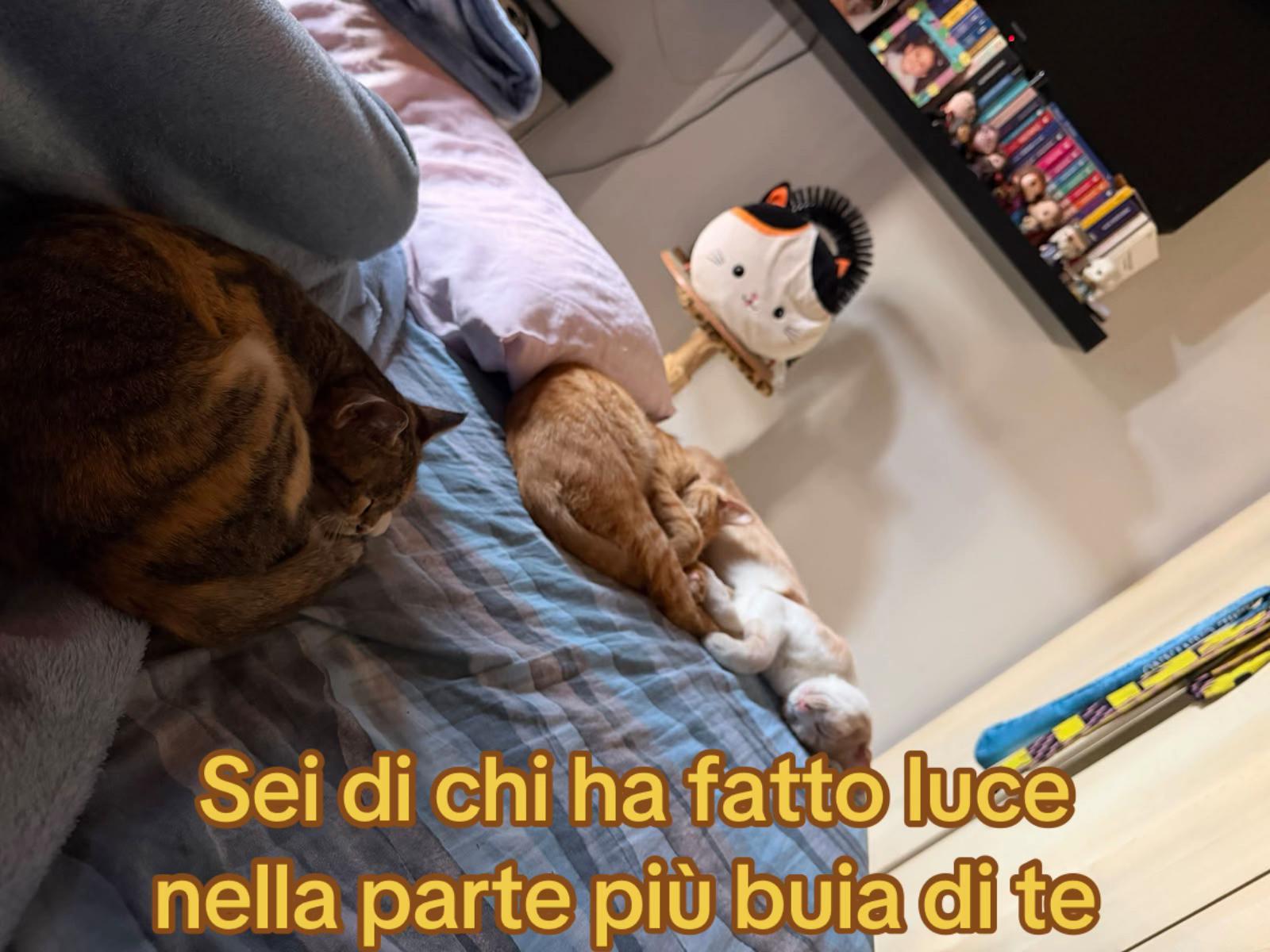 @zenika72