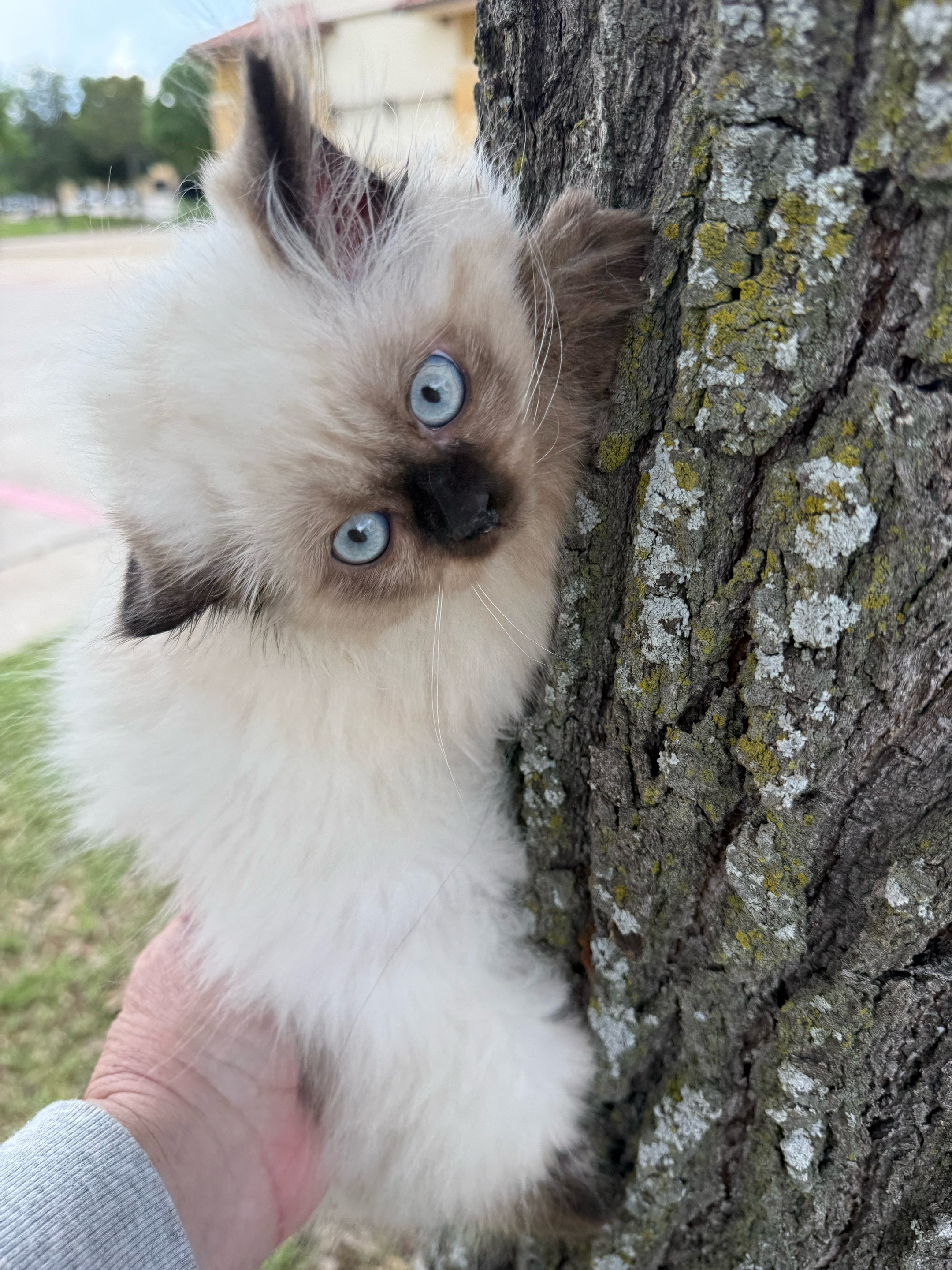 @PersianKitten