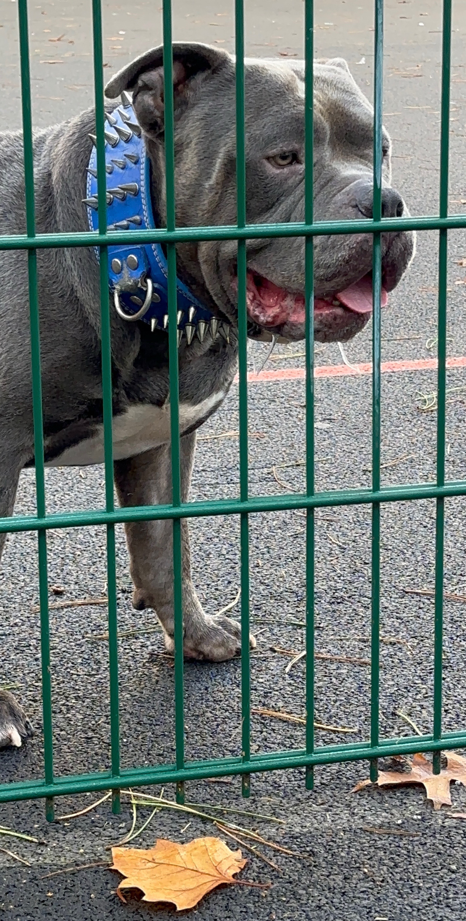 @GordiTheBully