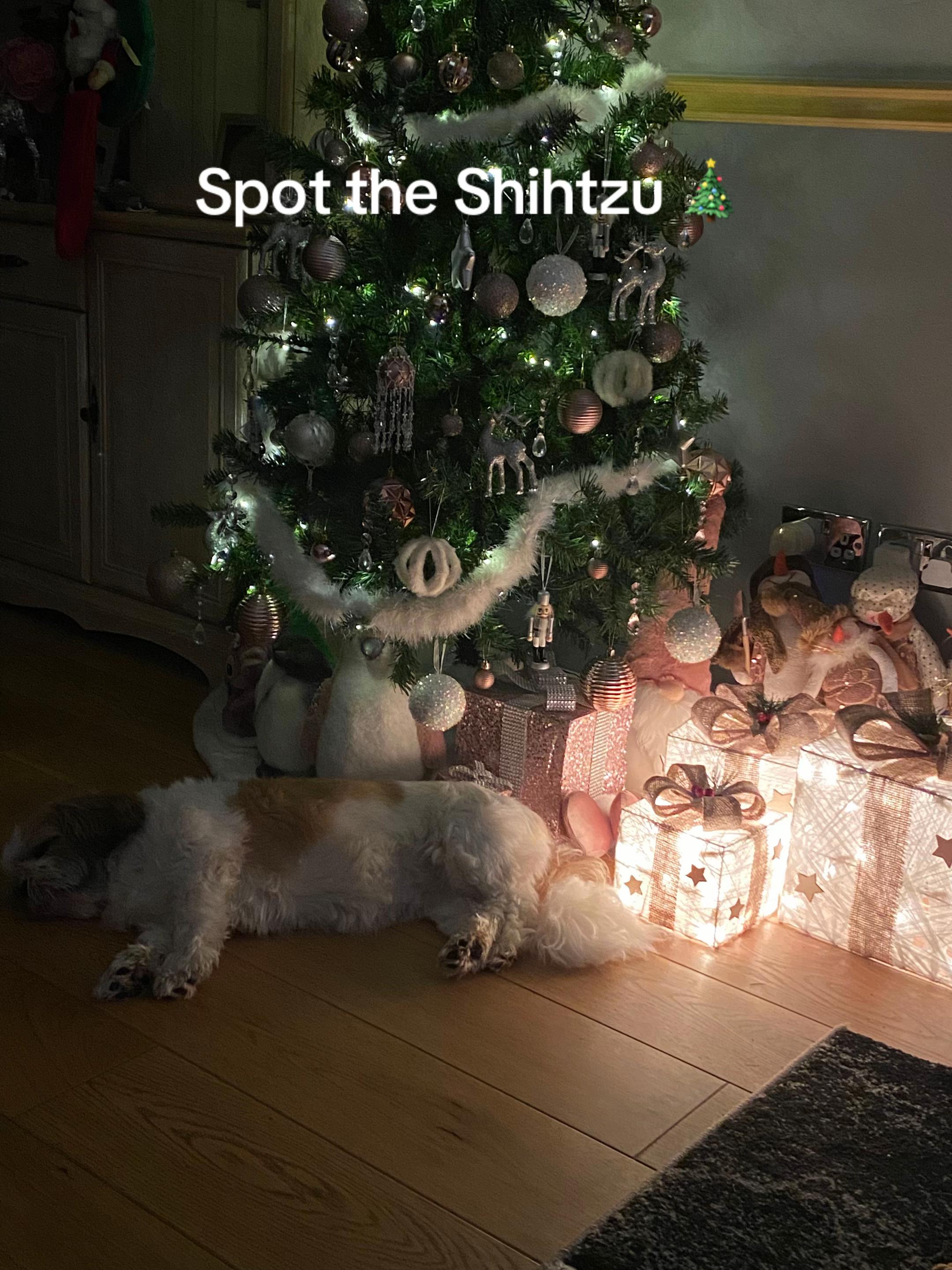 @Dotty and Daisy Shihtzu