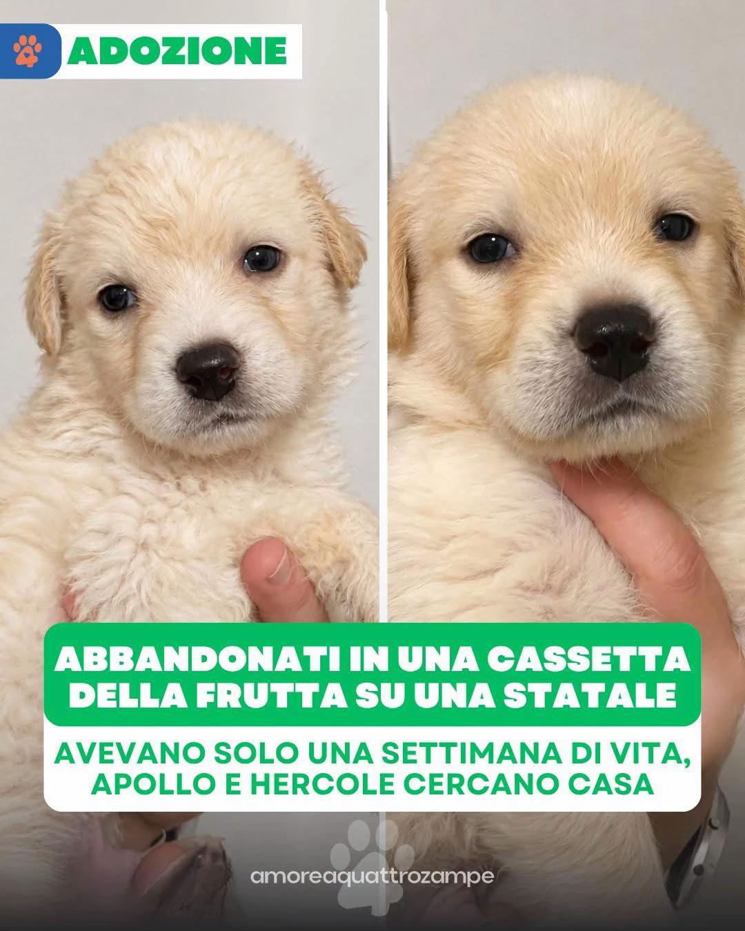 @Amoreaquattrozampe.it