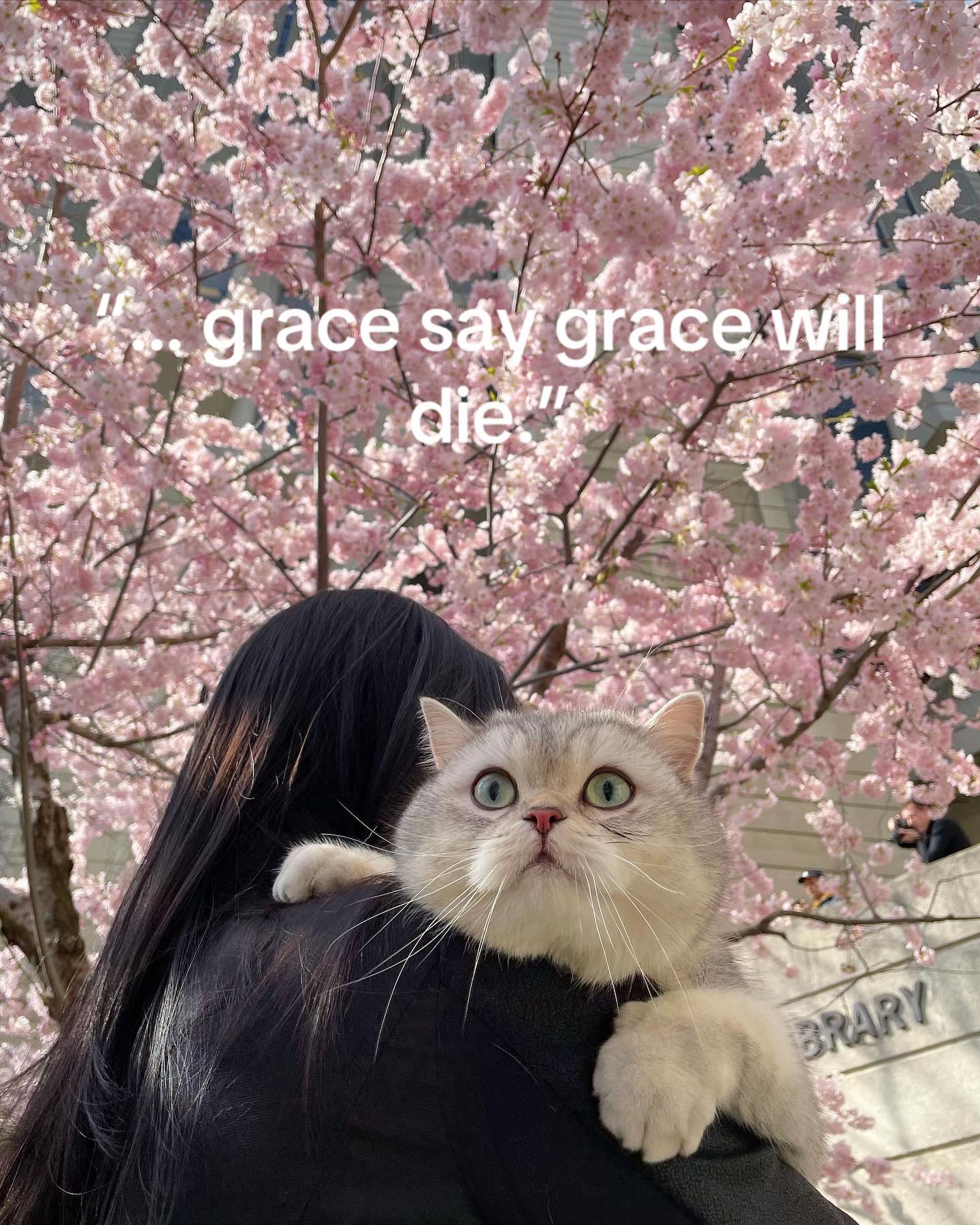 @Ollie the Cat