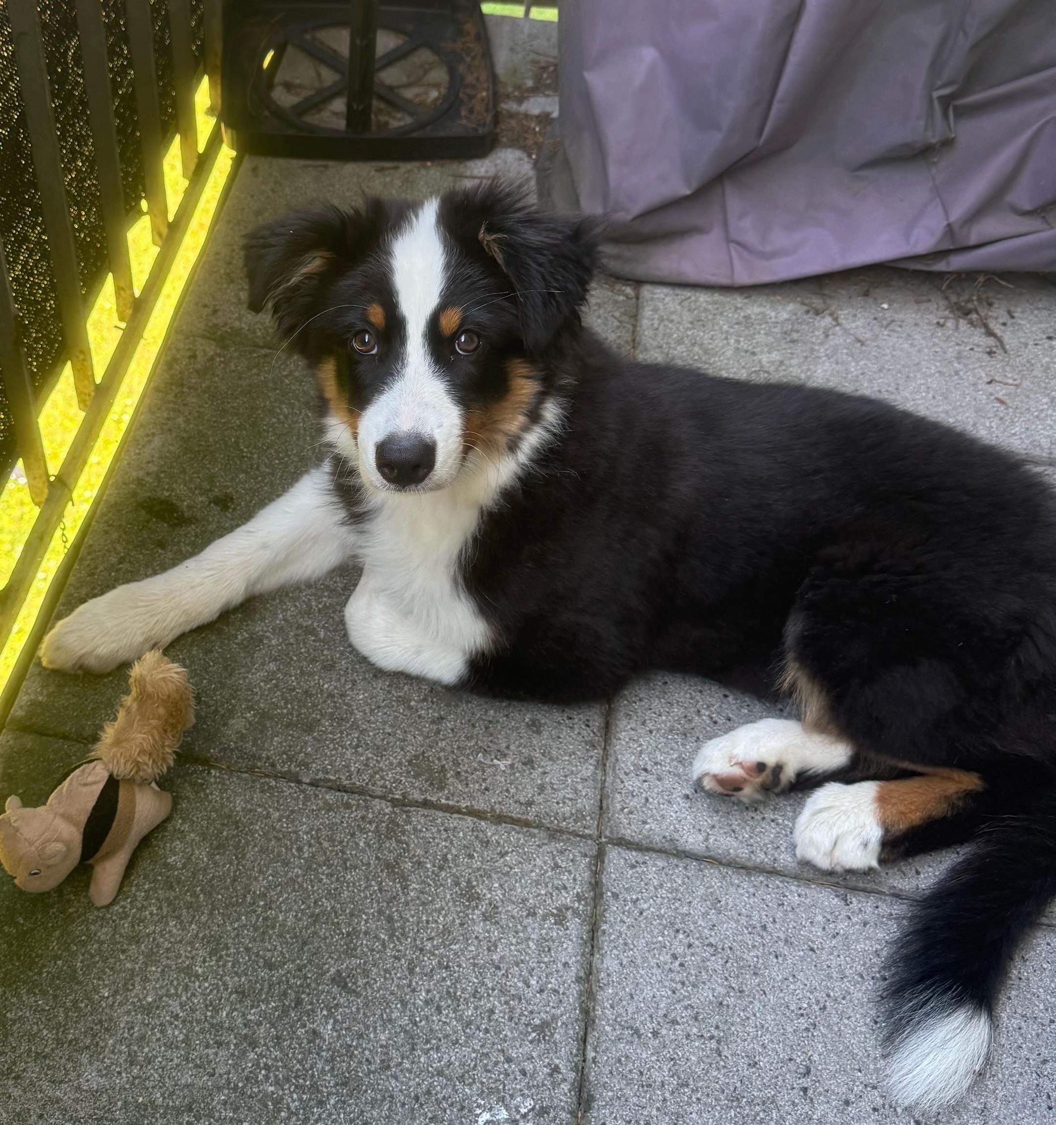 @🐕Di Ana🐕