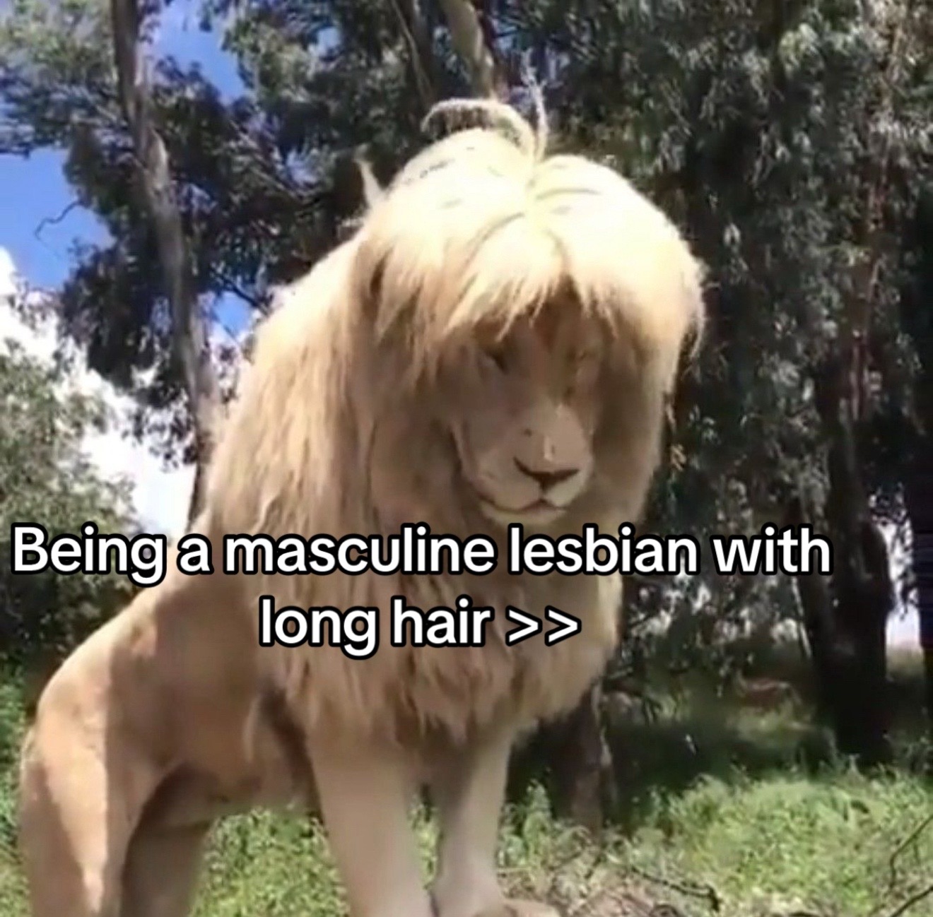 @Lyss