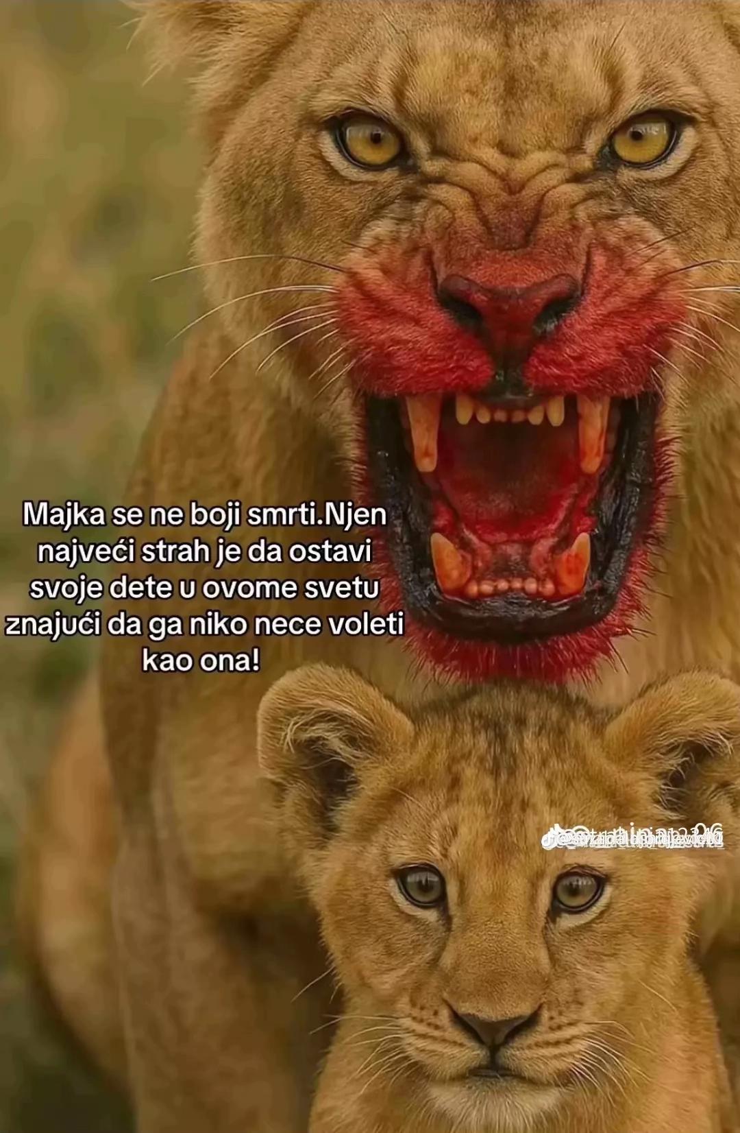 @Ikanovic