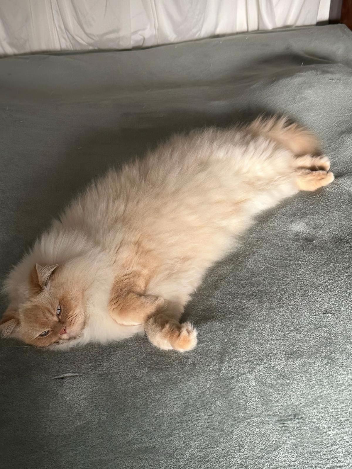 @milo.sigma0
