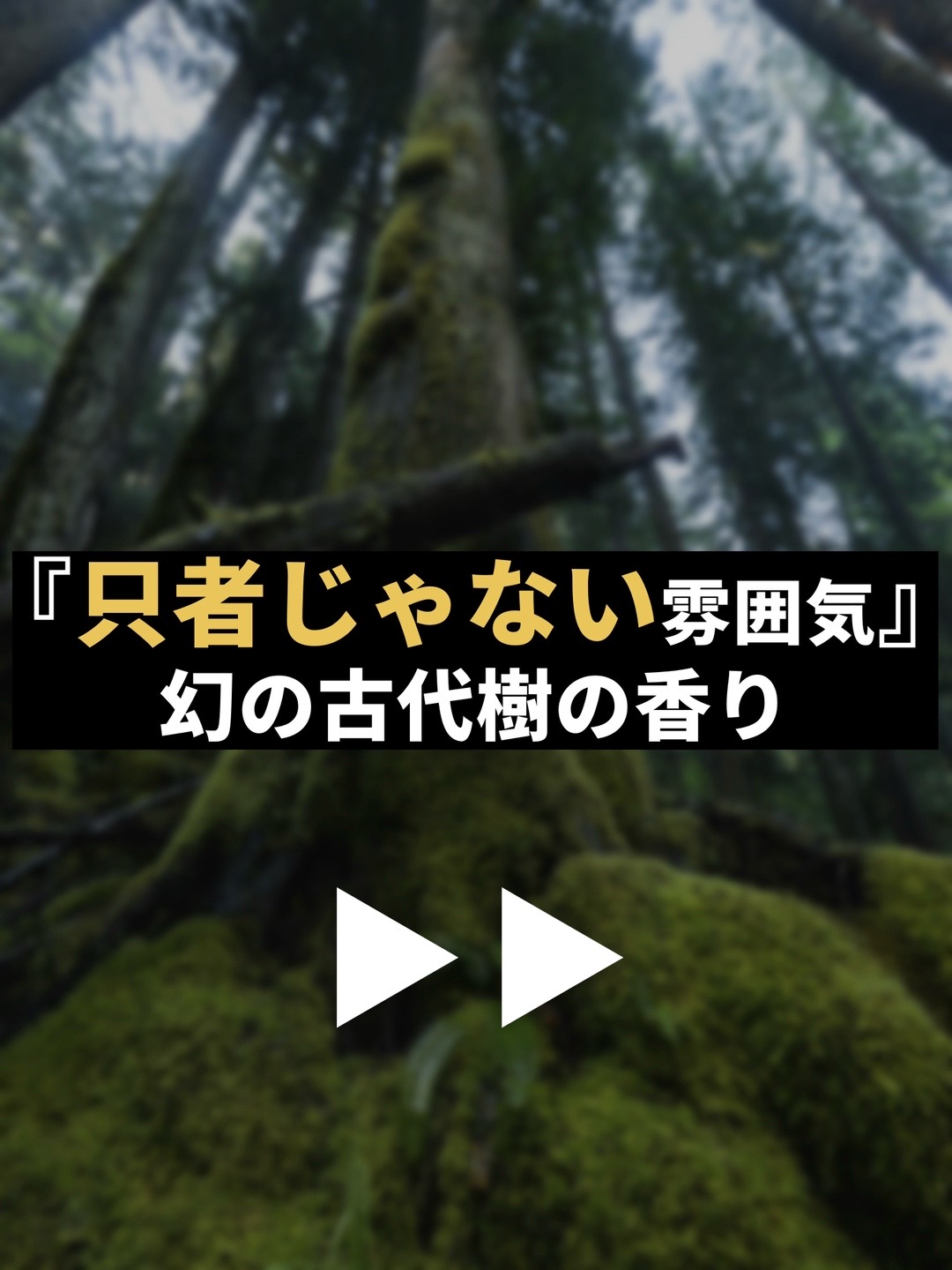 @マルジェラ香水男