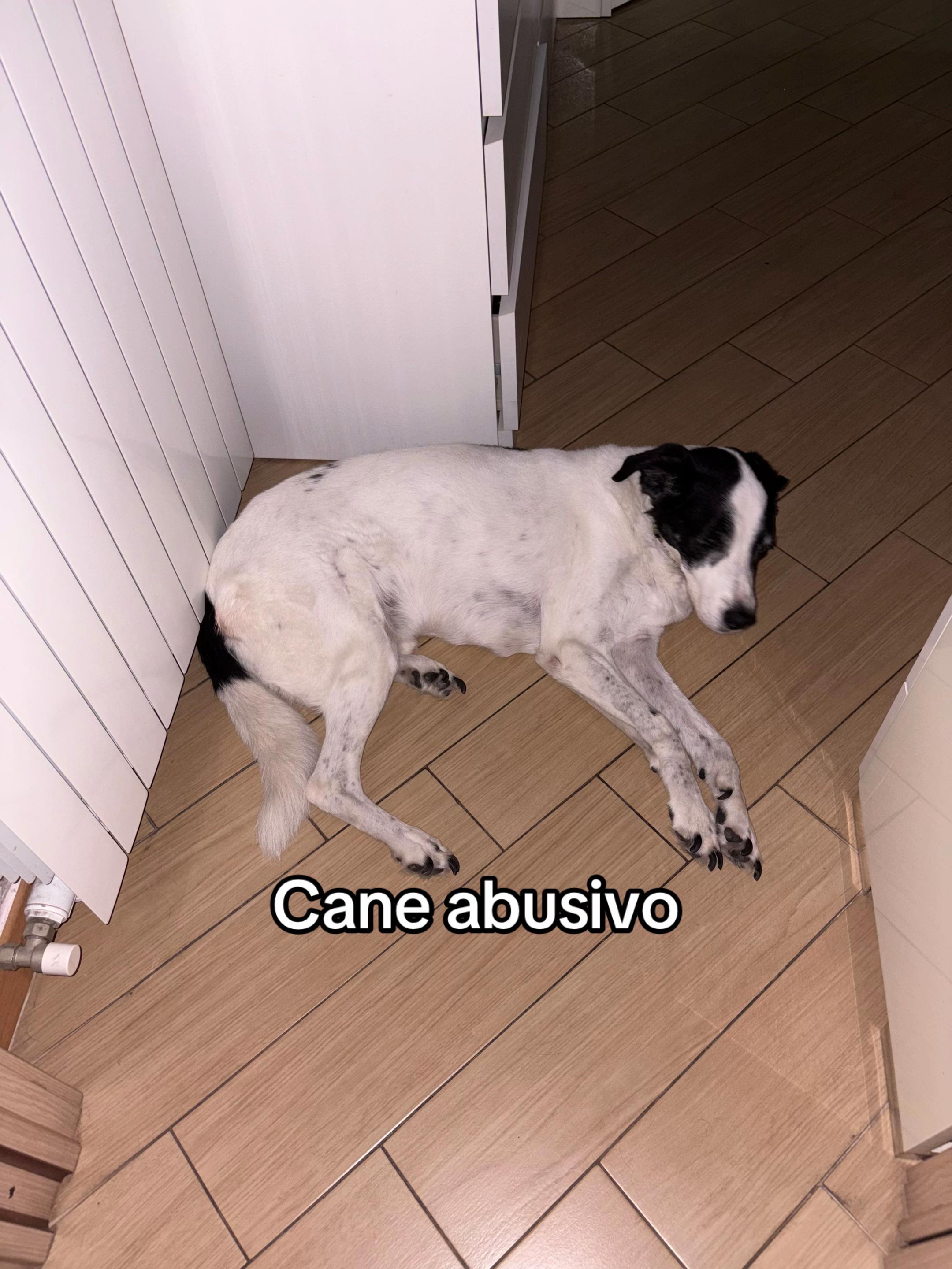 @dadda
