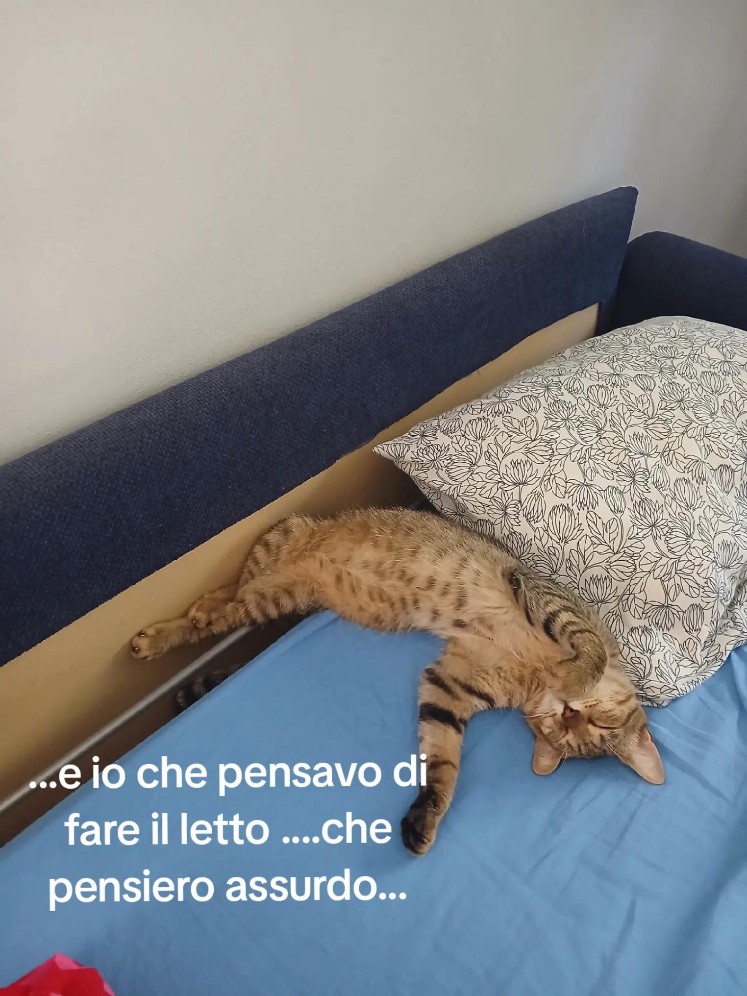 @alice