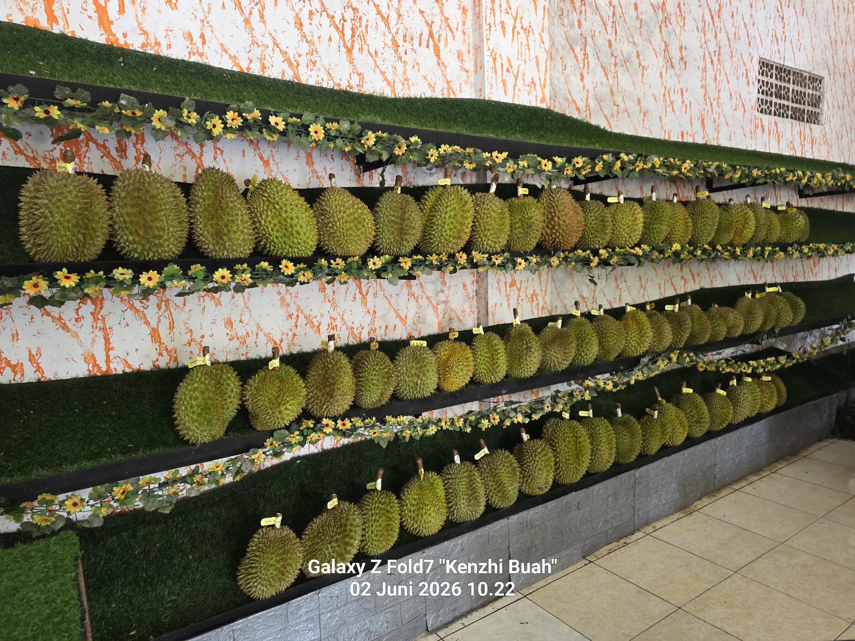 @Kenzhi Durian Tuban