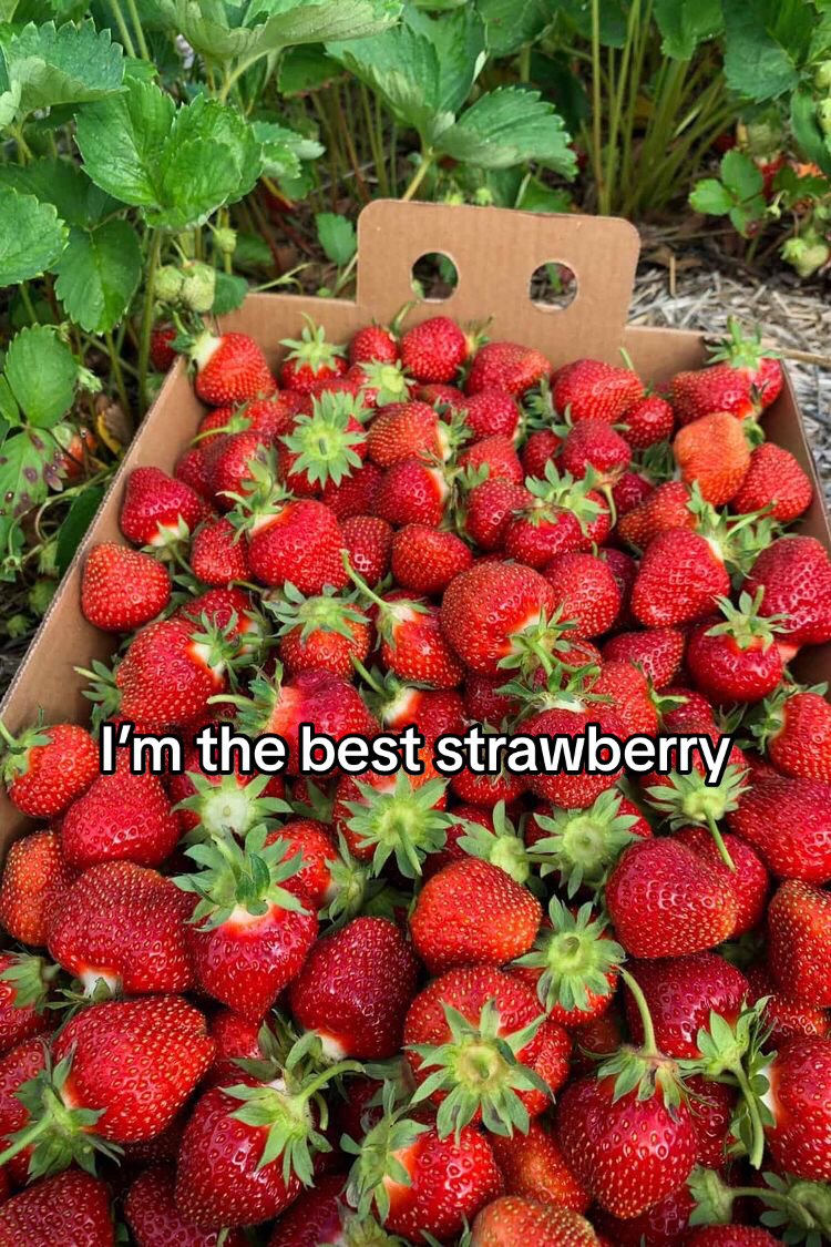 @Strawberry Mel🍓💗