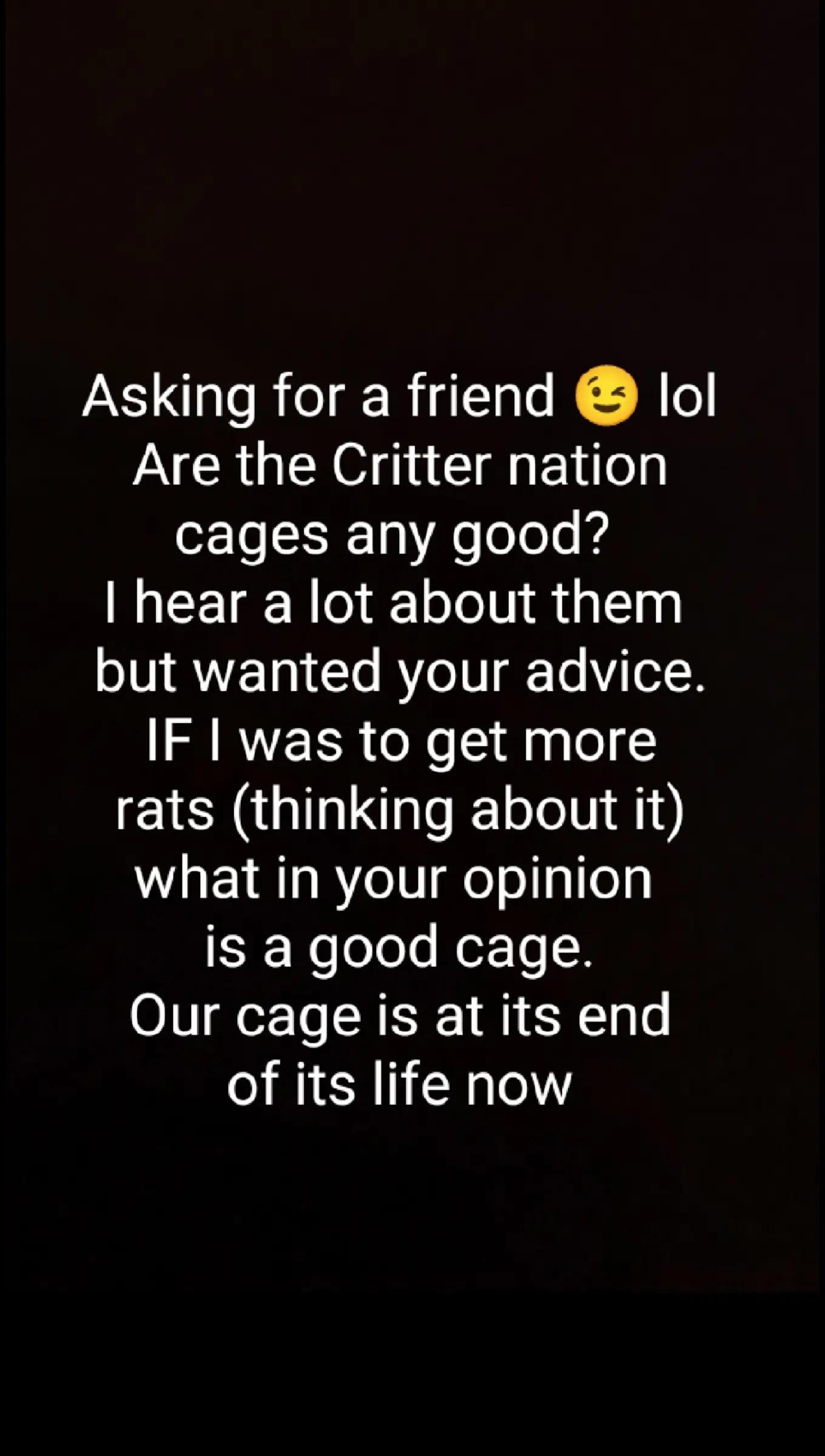 @thecuriousrats