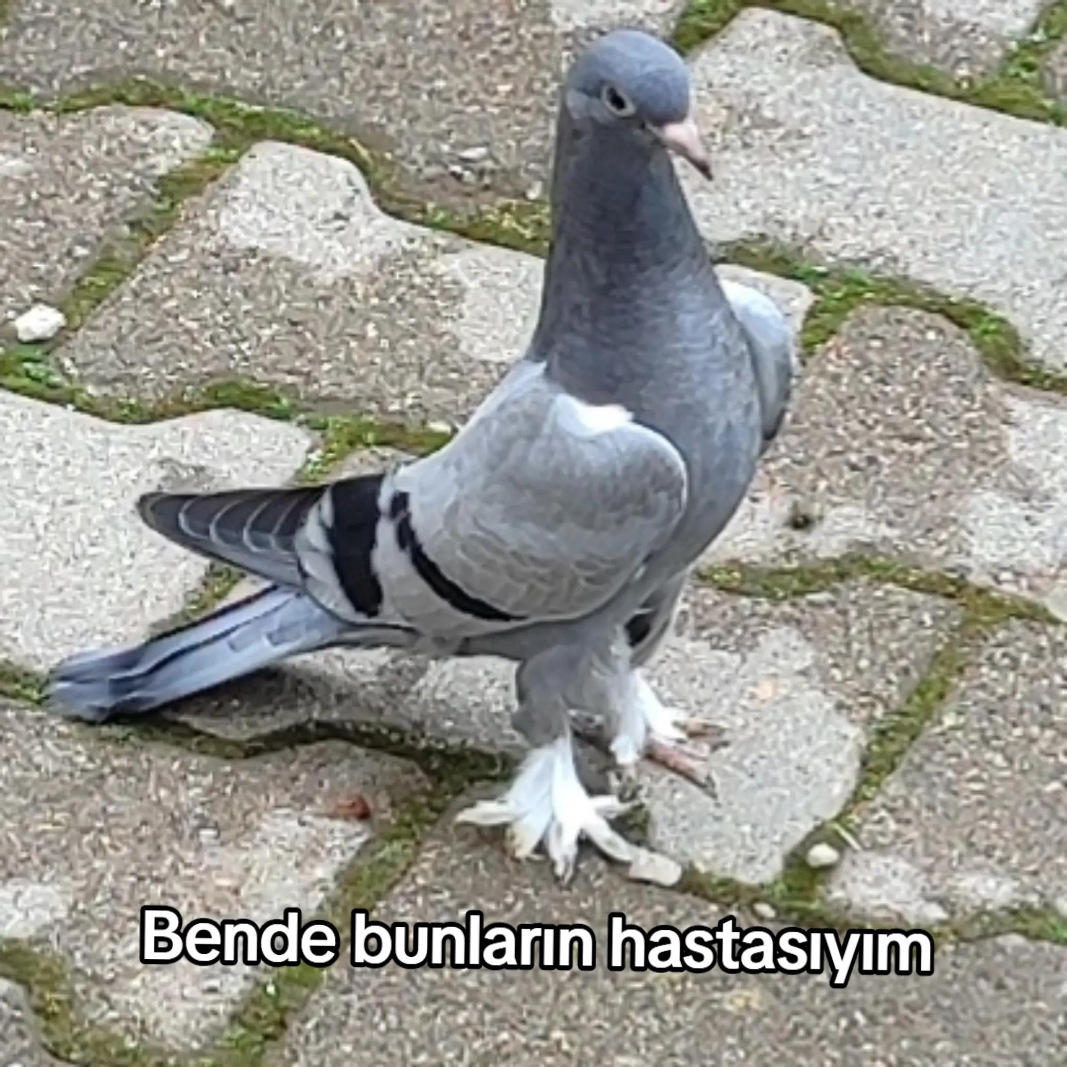 @Hacı Osman Tanrıkulu
