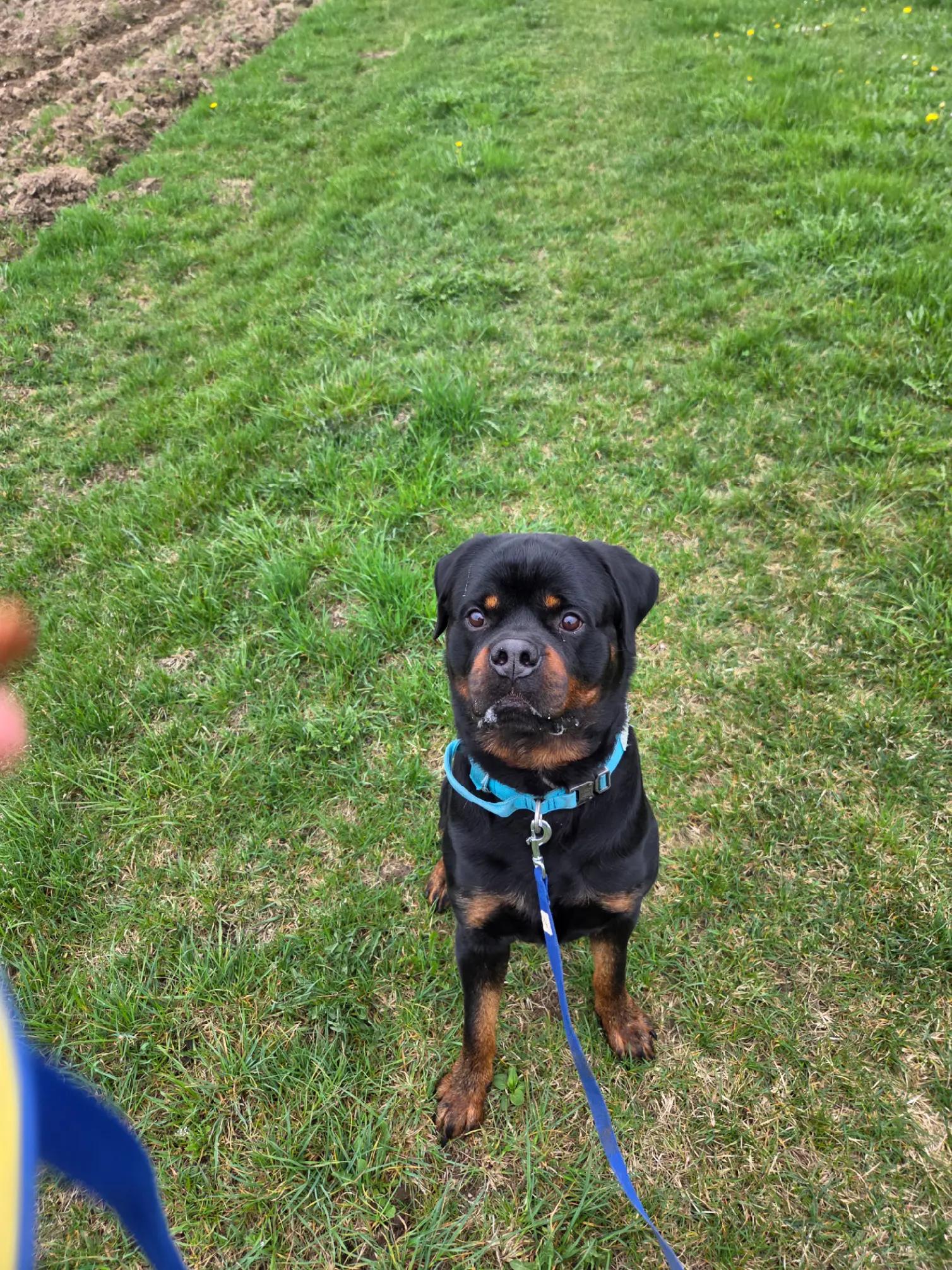 @Loki der Rottweiler