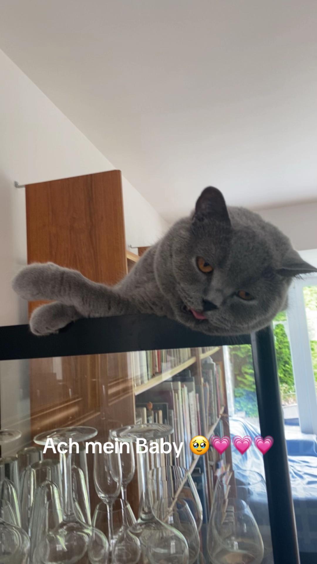 @😸