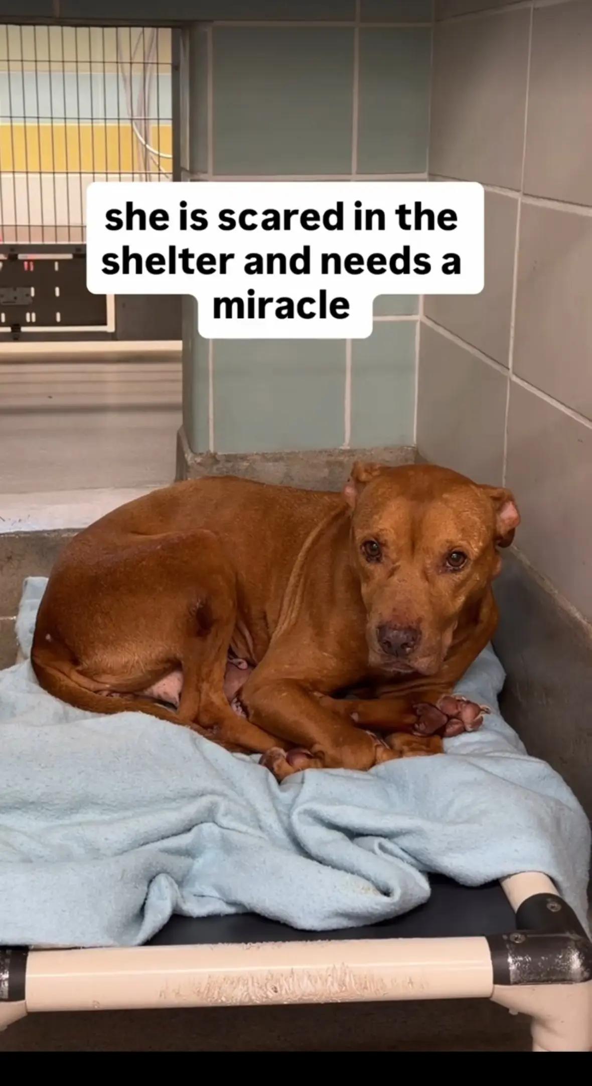 @adoptabledogsofmiami