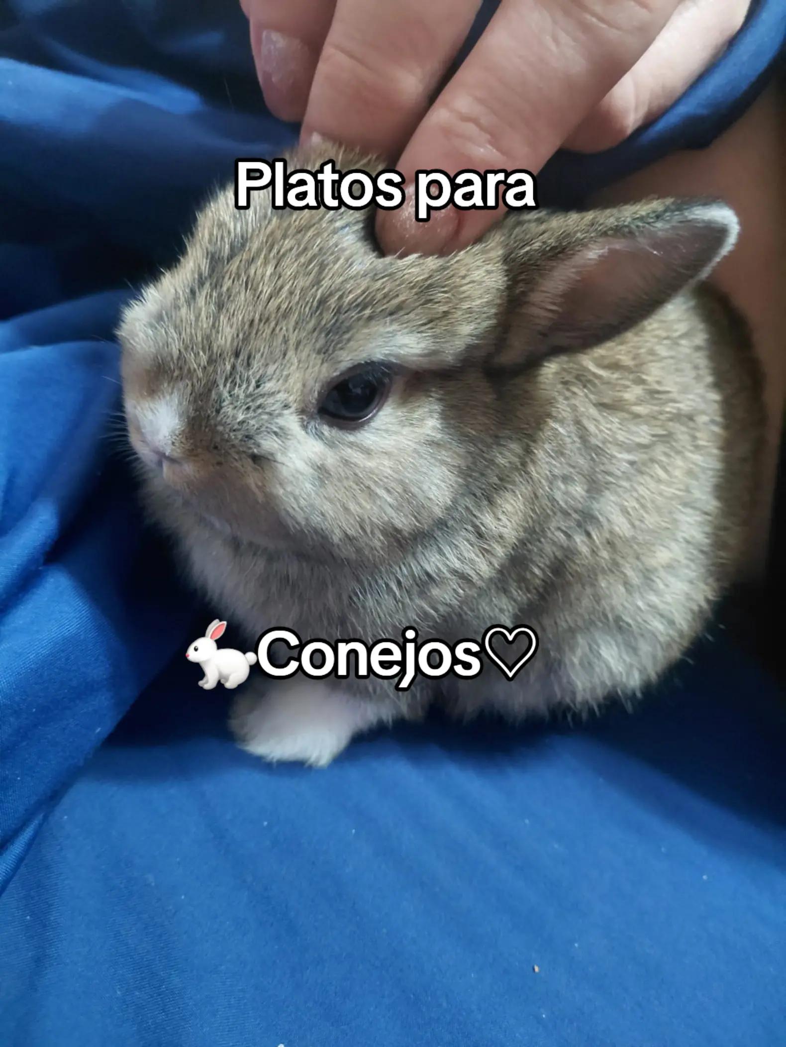 @˚˖𓍢ִ໋🌷 𝓝𝓲𝓷𝓲.𝓦𝓸𝓷𝔂 🌷͙