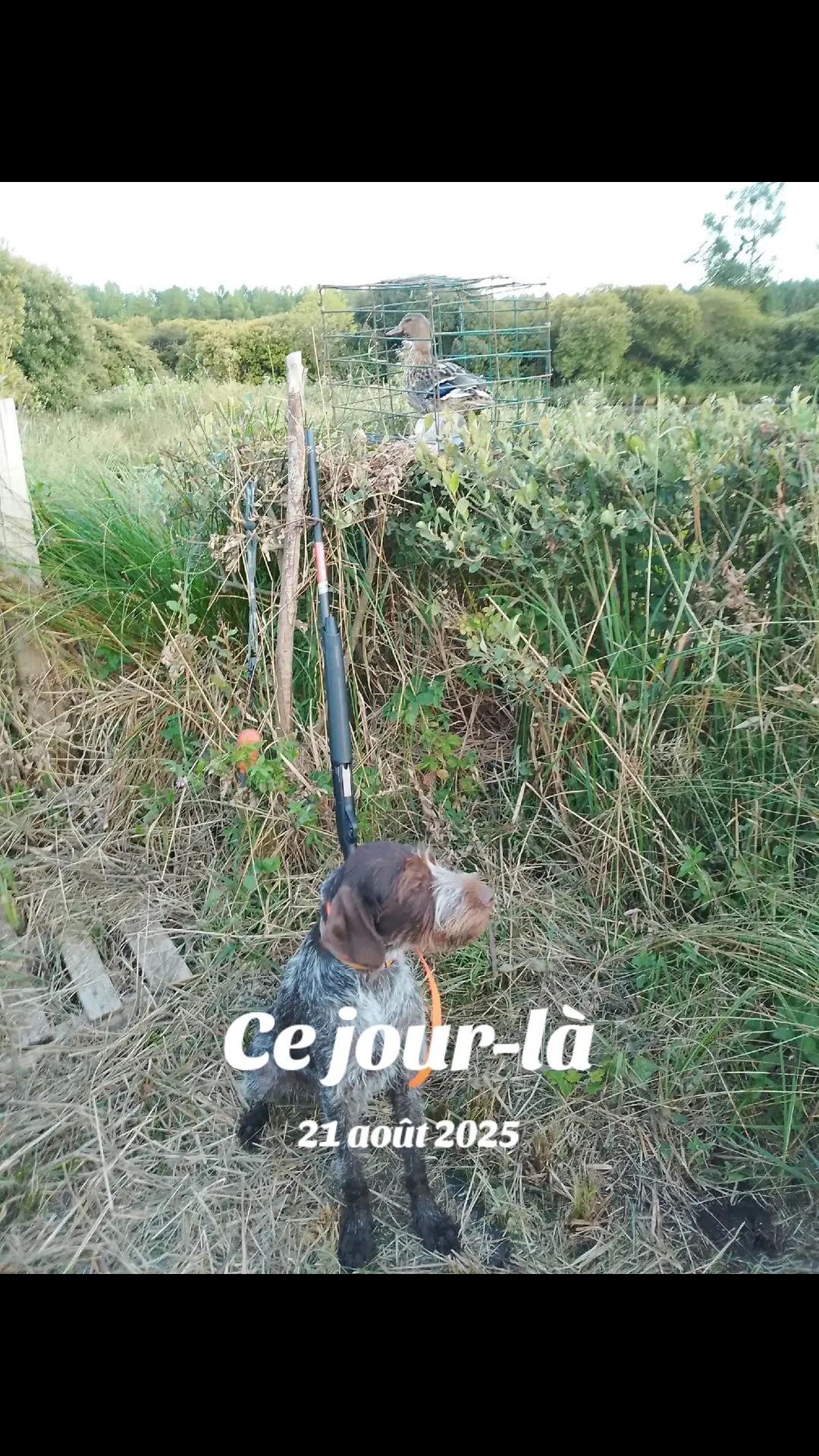 @yann