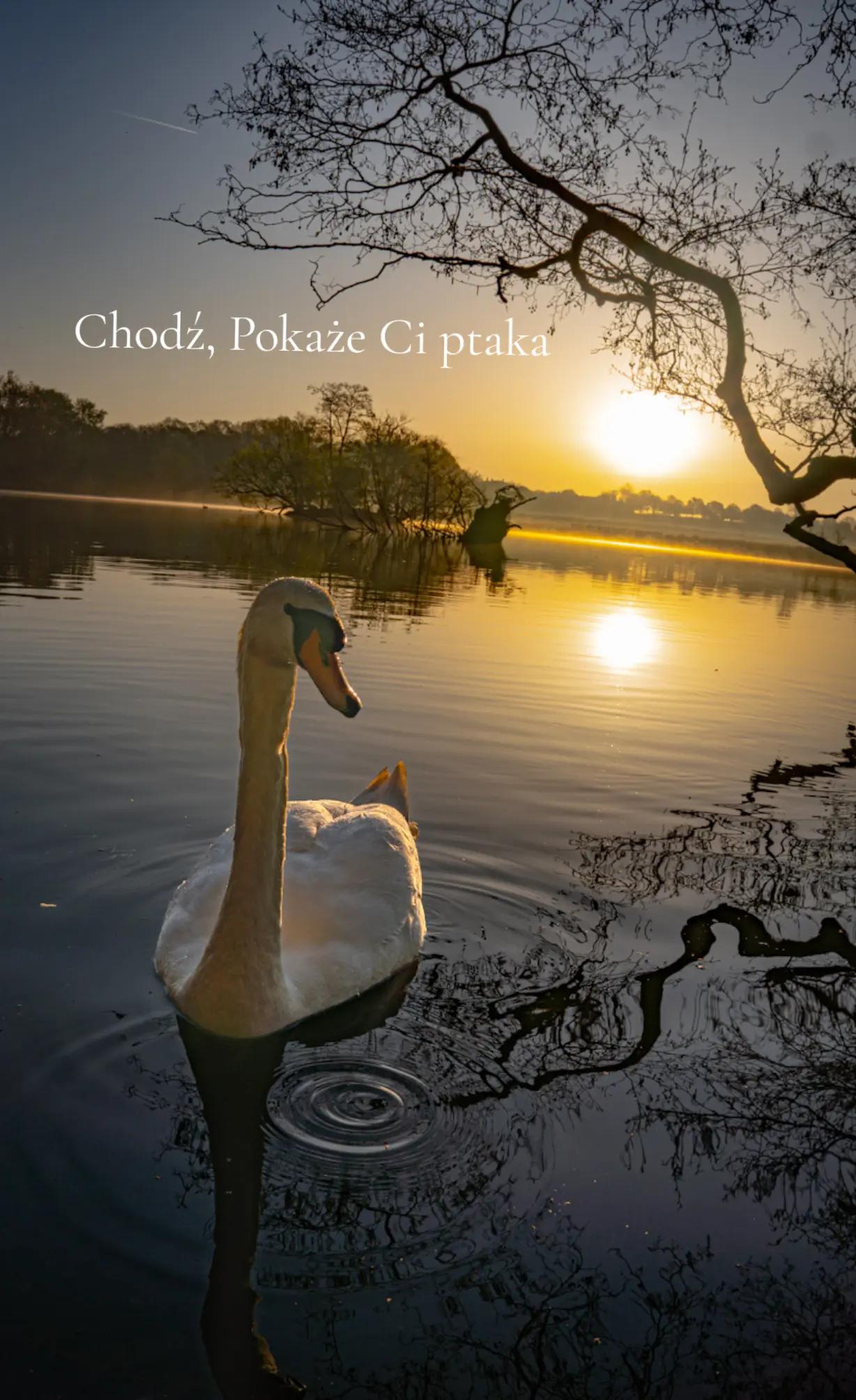 @Płotek Art
