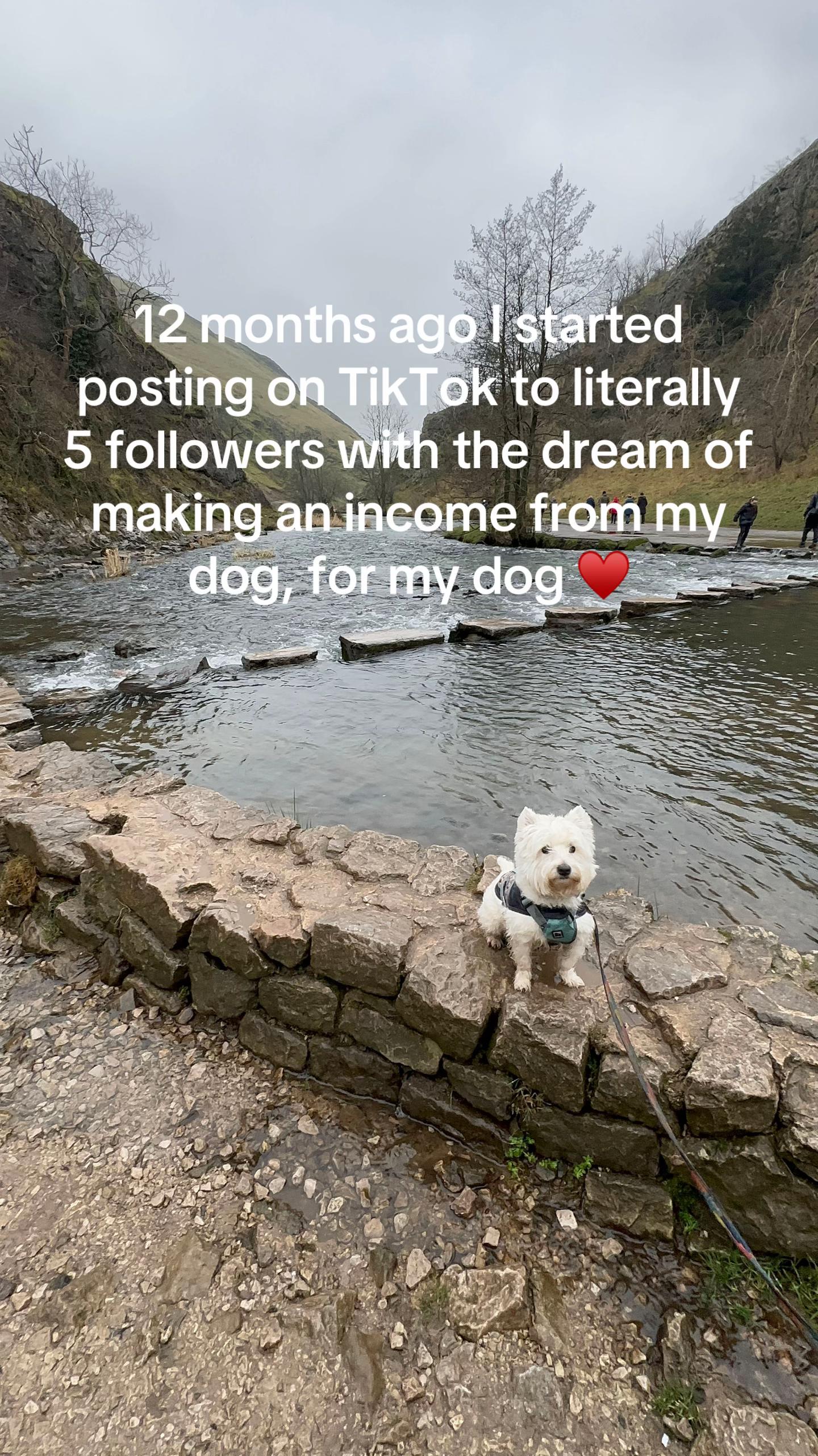 @Luna The Westie