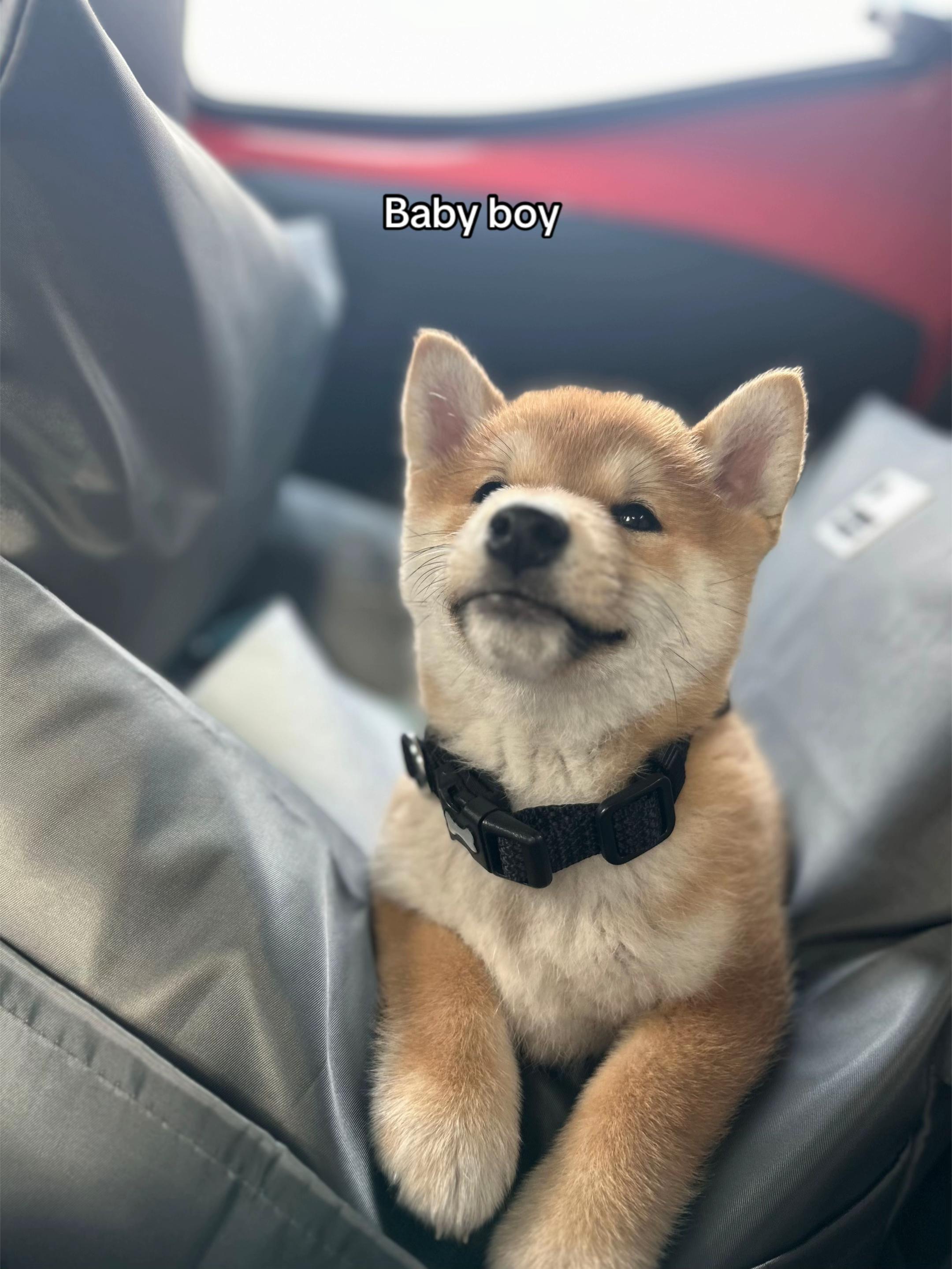 @Kenzo the Shiba